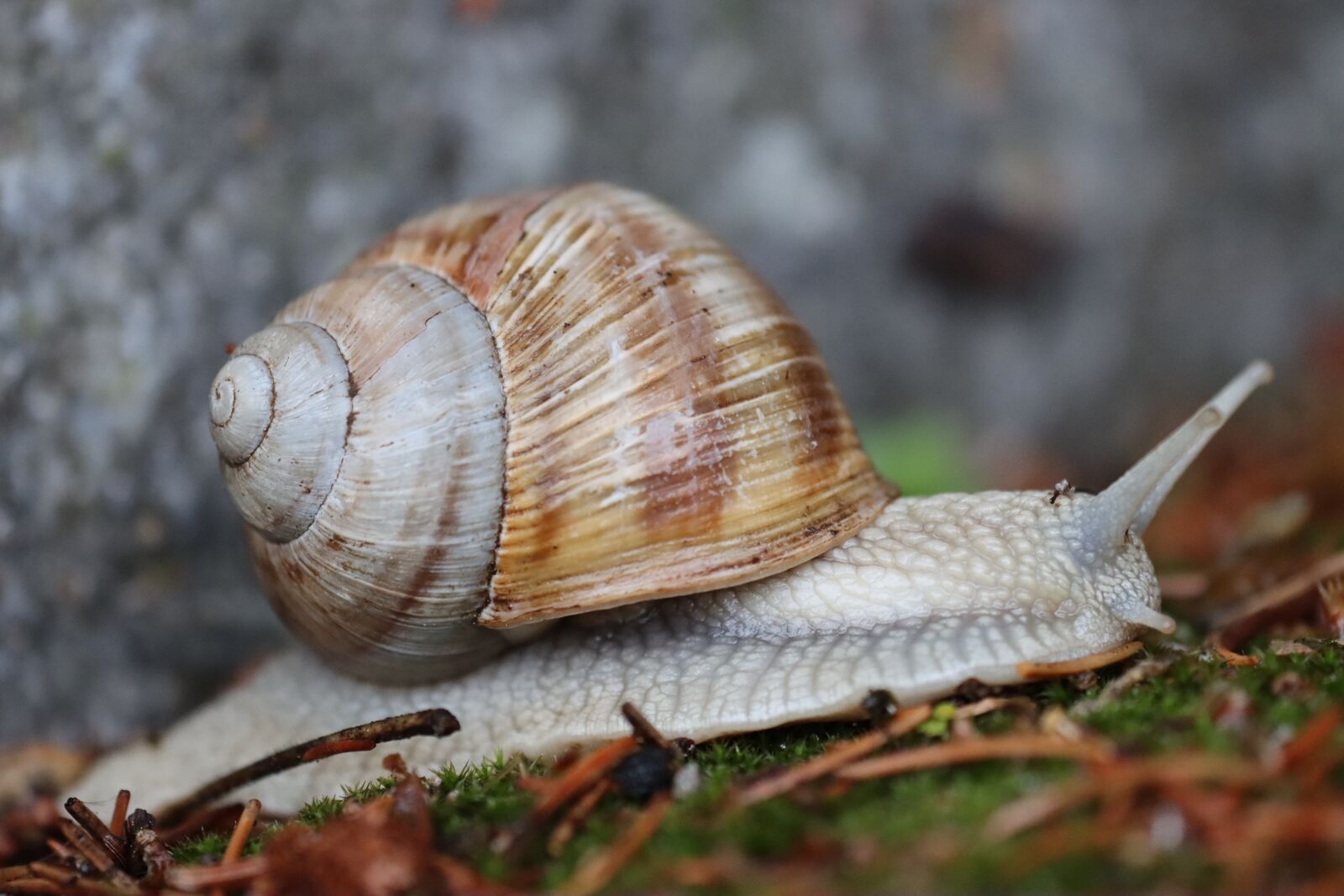 Canon EOS 90D sample photo. Snail, house snail, probe photography