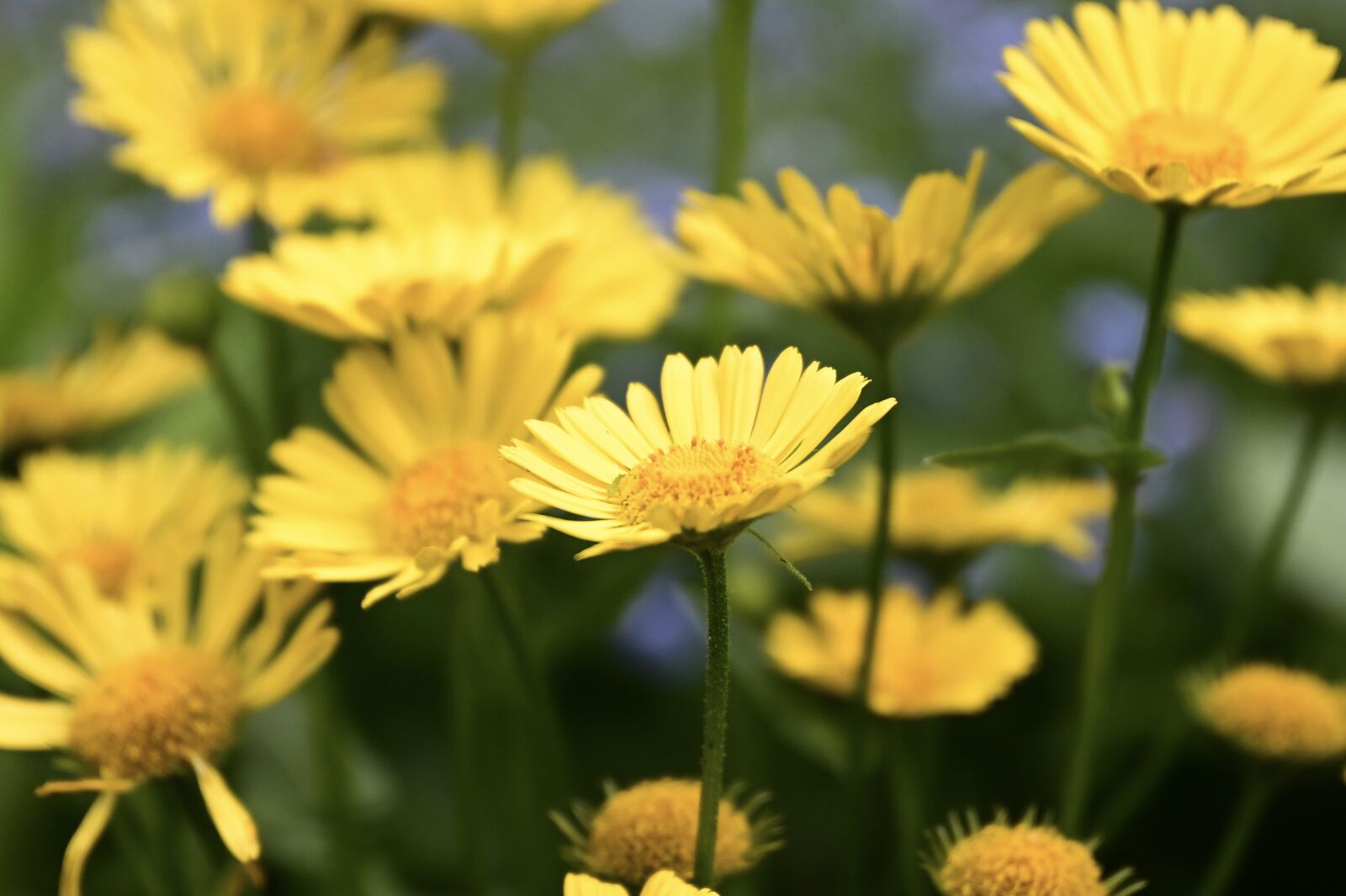 Nikon Nikkor Z 24-70mm F2.8 S sample photo. Margarite, flower, flower meadow photography