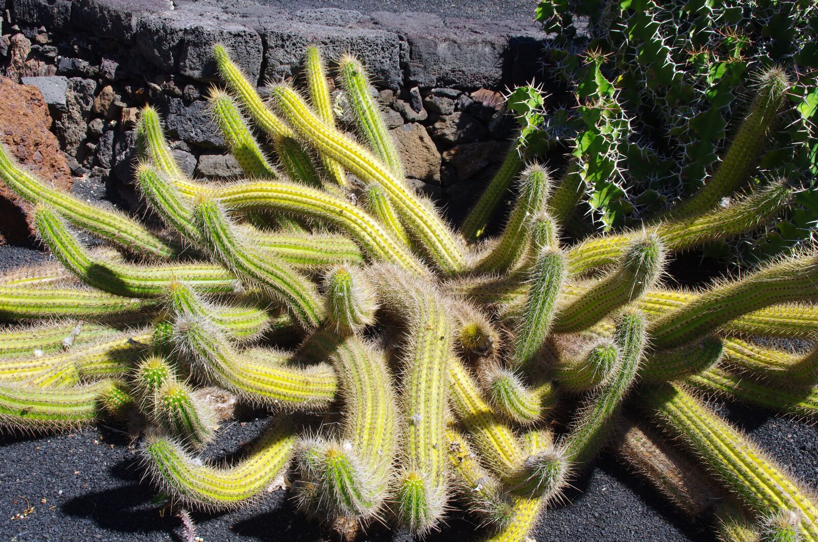 Pentax K-5 sample photo. Lanzarote, cactus garden, spice photography