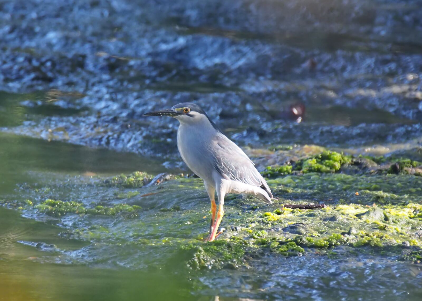Olympus OM-D E-M1 sample photo. Water, nature, bird photography