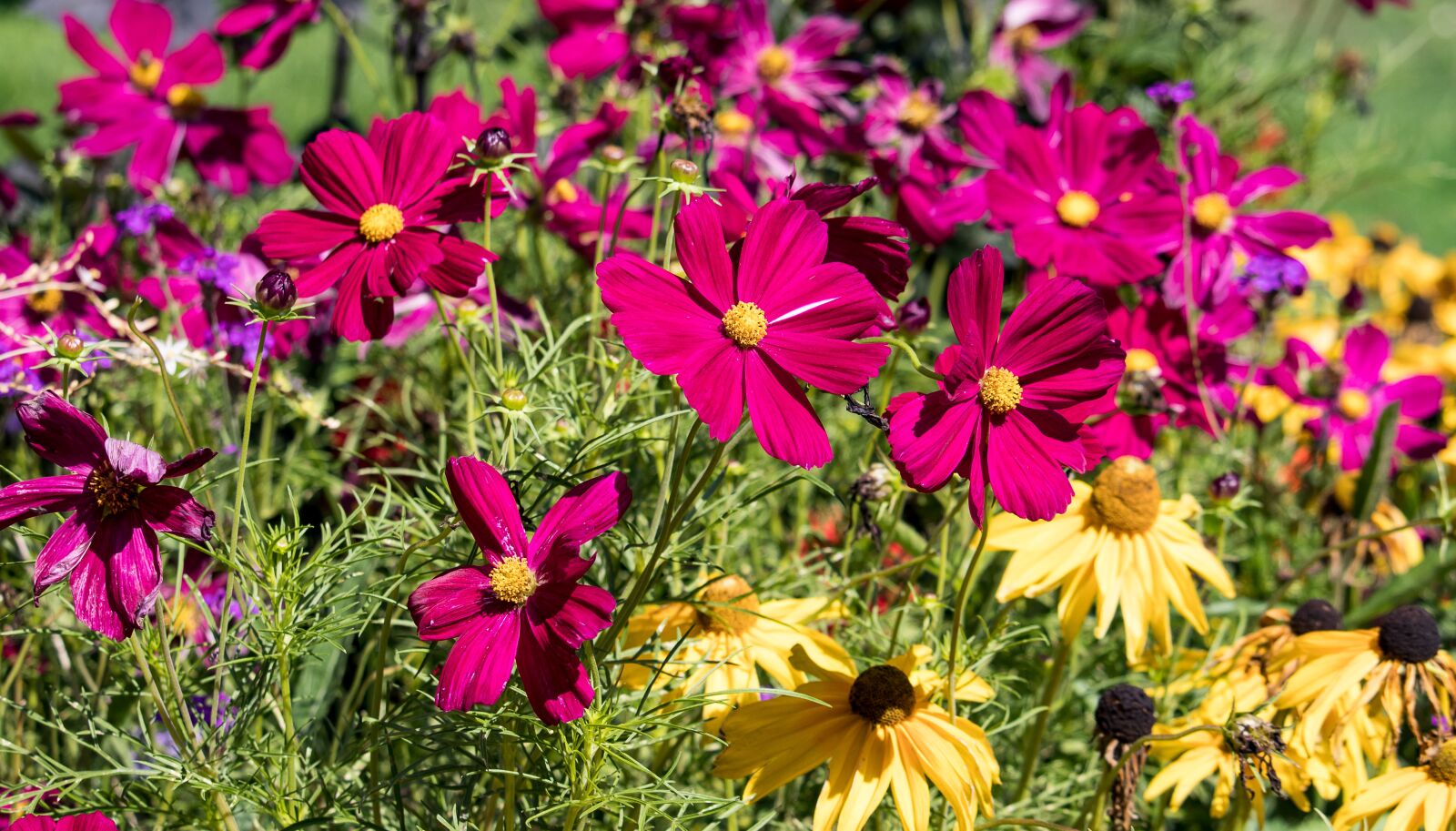 Canon EF-S 55-250mm F4-5.6 IS STM sample photo. Flower meadow, flowers, meadow photography