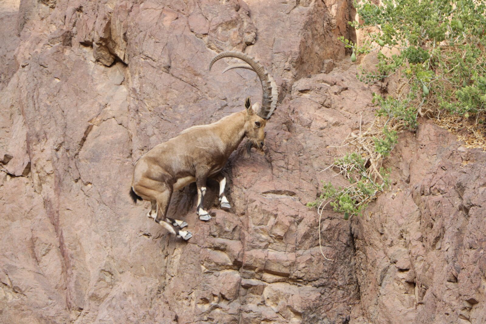 Canon EOS 760D (EOS Rebel T6s / EOS 8000D) + Canon EF-S 18-135mm F3.5-5.6 IS STM sample photo. Goat, mountain goat, nubian photography