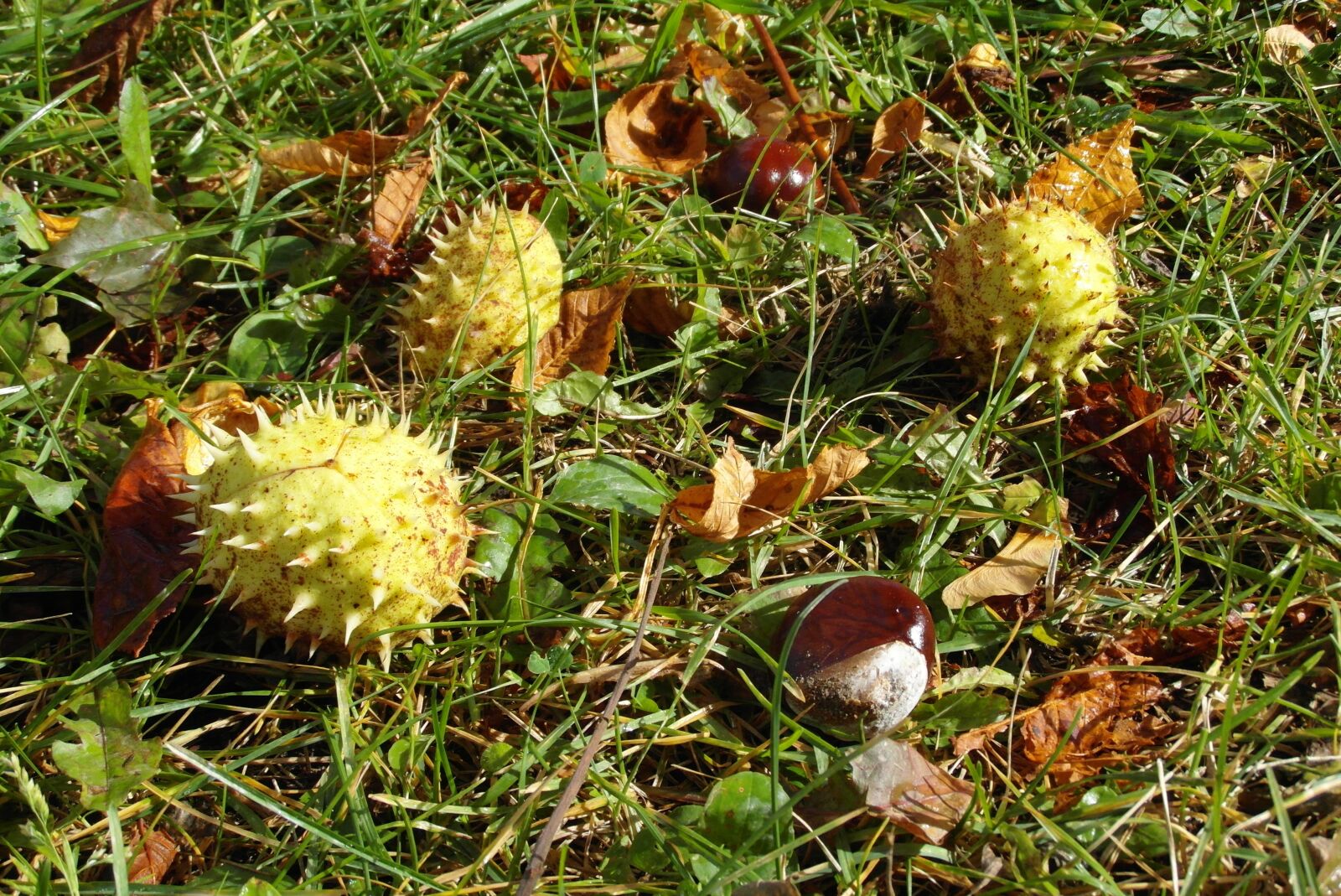 Samsung WB750 sample photo. Chestnuts, in the fall photography