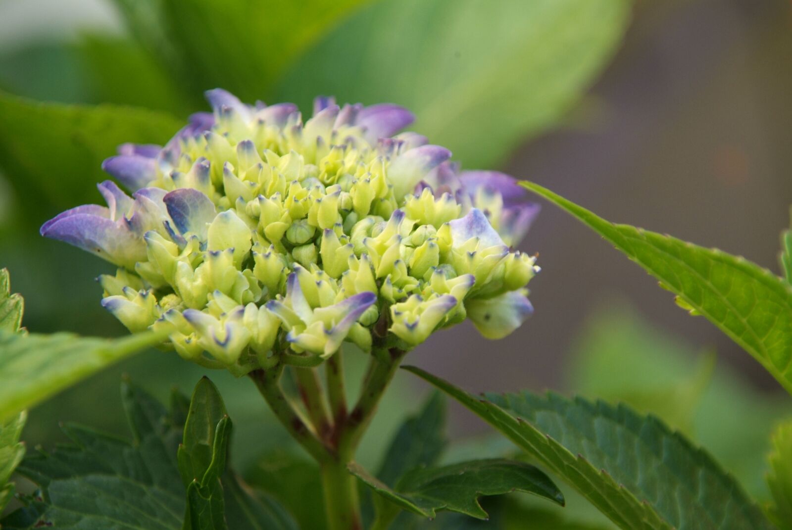 Fujifilm FinePix S3 Pro sample photo. Hydrangea, purple, flower photography