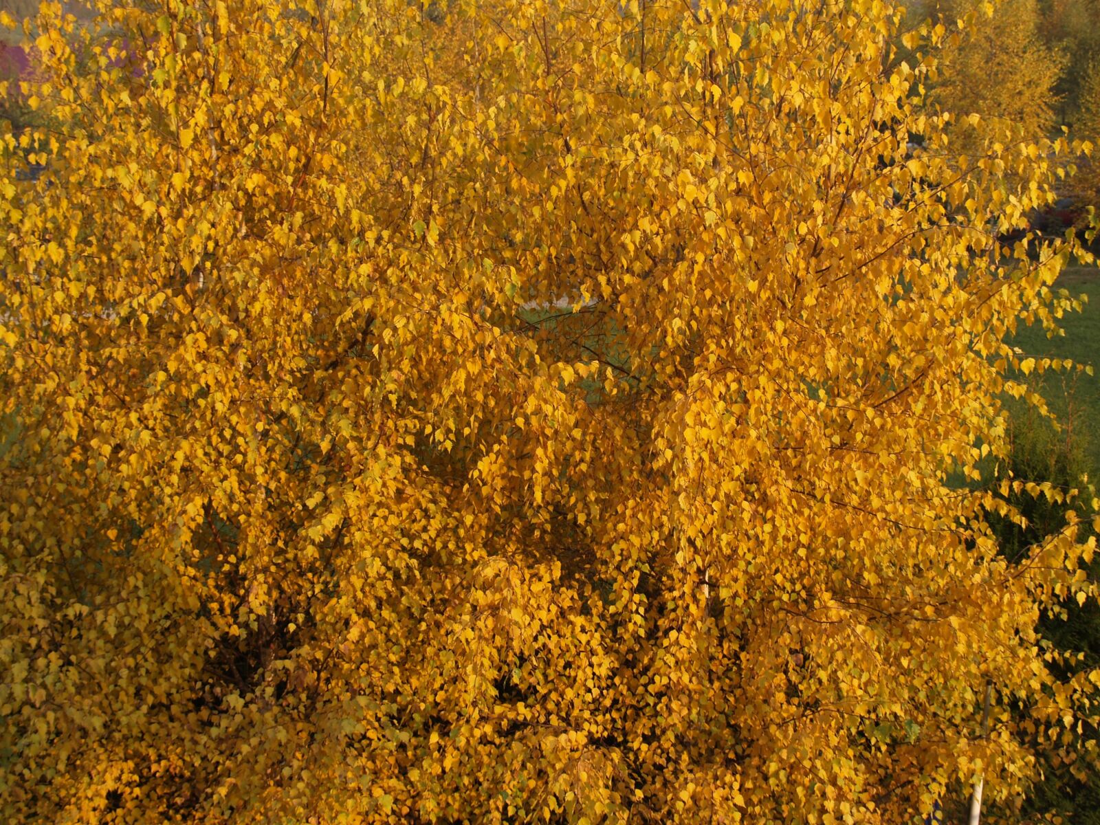 Olympus E-500 (EVOLT E-500) sample photo. Autumn, tree, yellow leaves photography