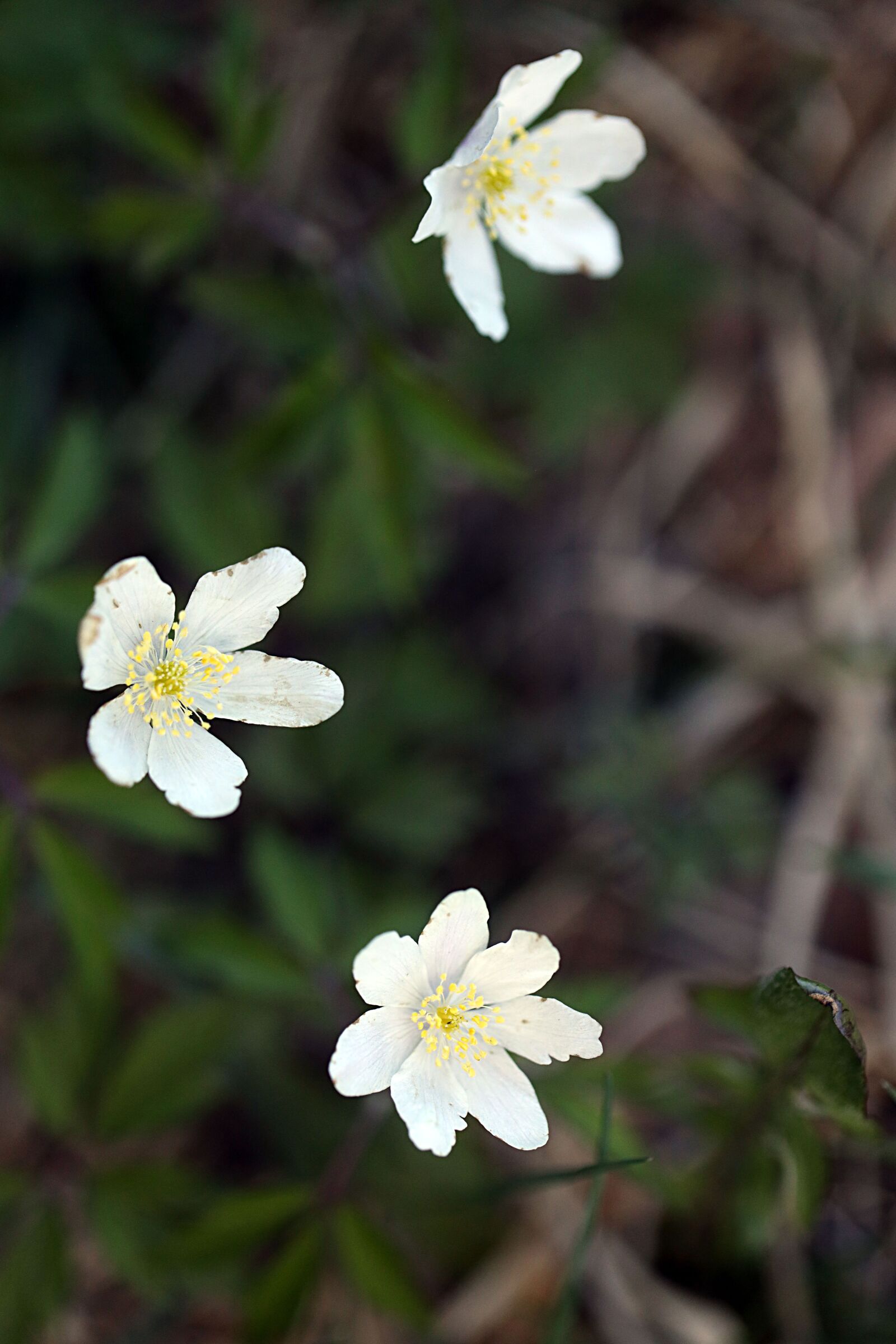 Canon EOS R sample photo. Anemones, flowers, nature photography