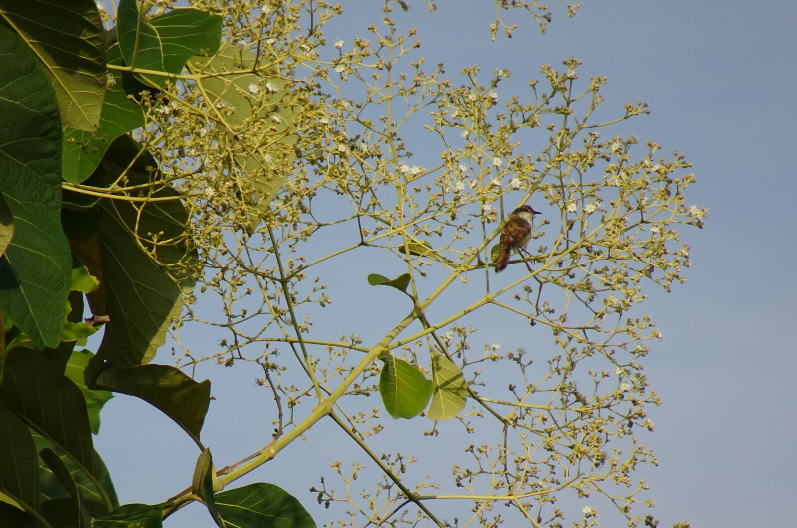 Sony DSC-WX800 sample photo. Flora, teak, tree photography