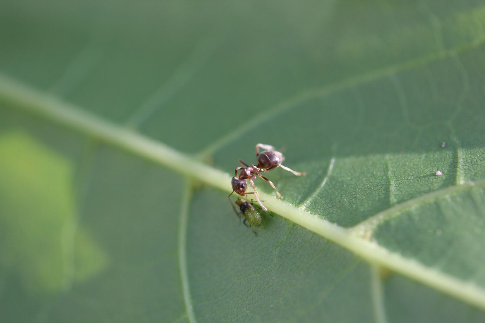 Canon EF-S 60mm F2.8 Macro USM sample photo. Small talk, chat, ant photography