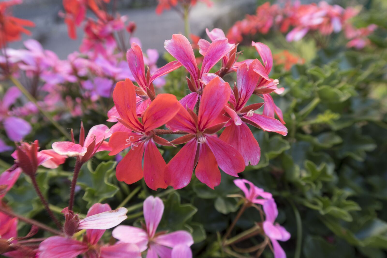 Canon PowerShot G7 X Mark II sample photo. Flowers, garden, nature photography