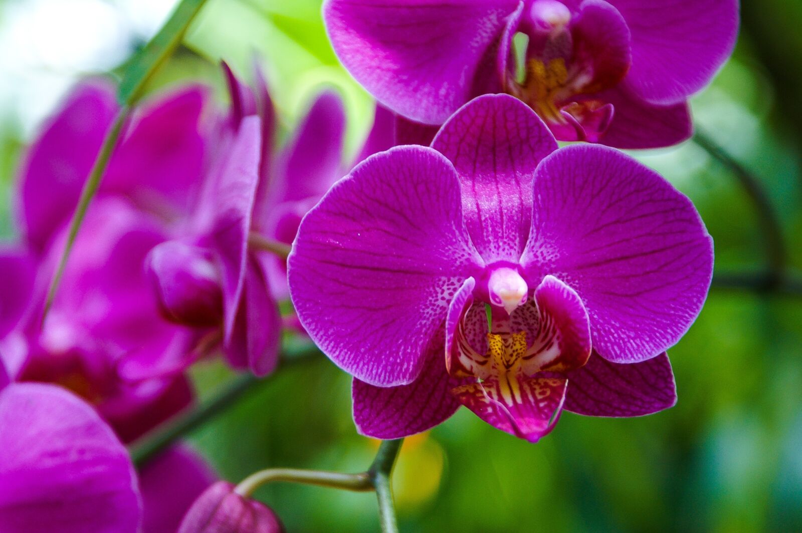 KONICA MINOLTA DYNAX 5D sample photo. Orchid, purpil, flower photography