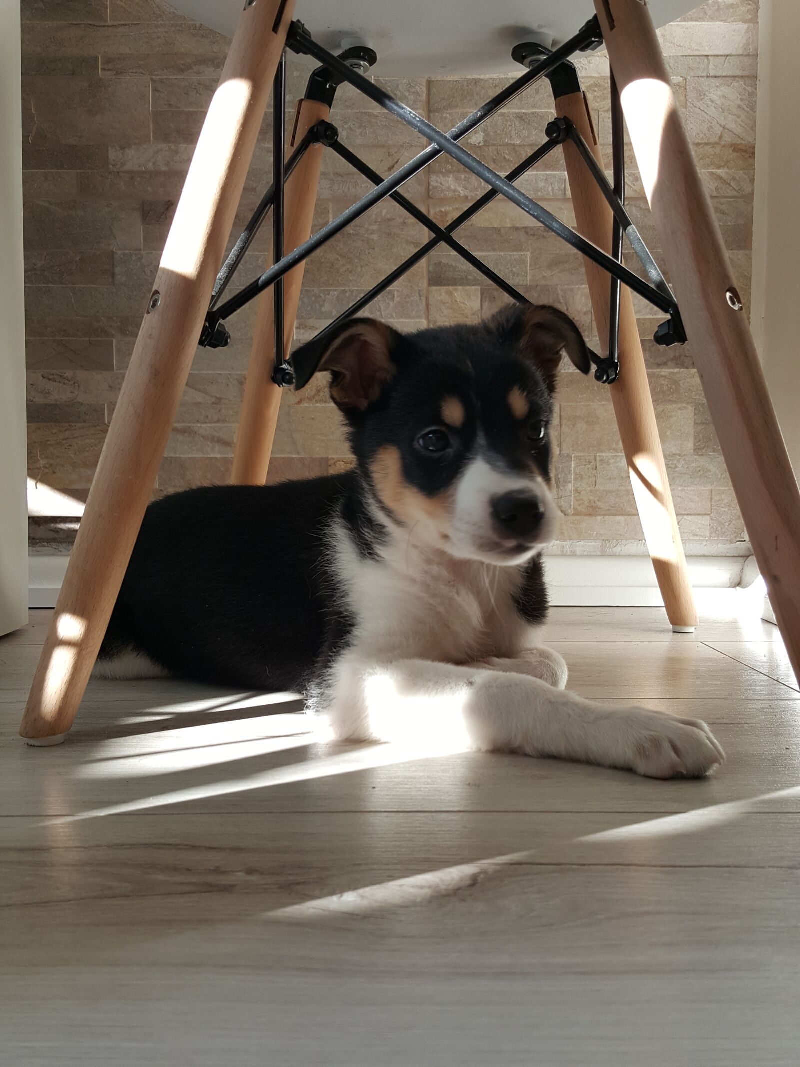 Samsung Galaxy S6 sample photo. Dog, bitch, animal photography