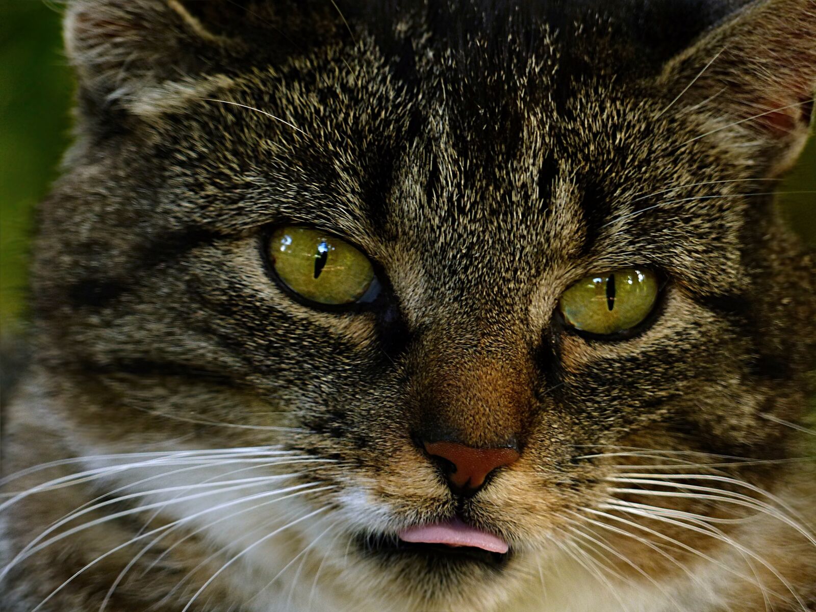 Panasonic Lumix DMC-FZ200 sample photo. Animal, cat, domestic cat photography