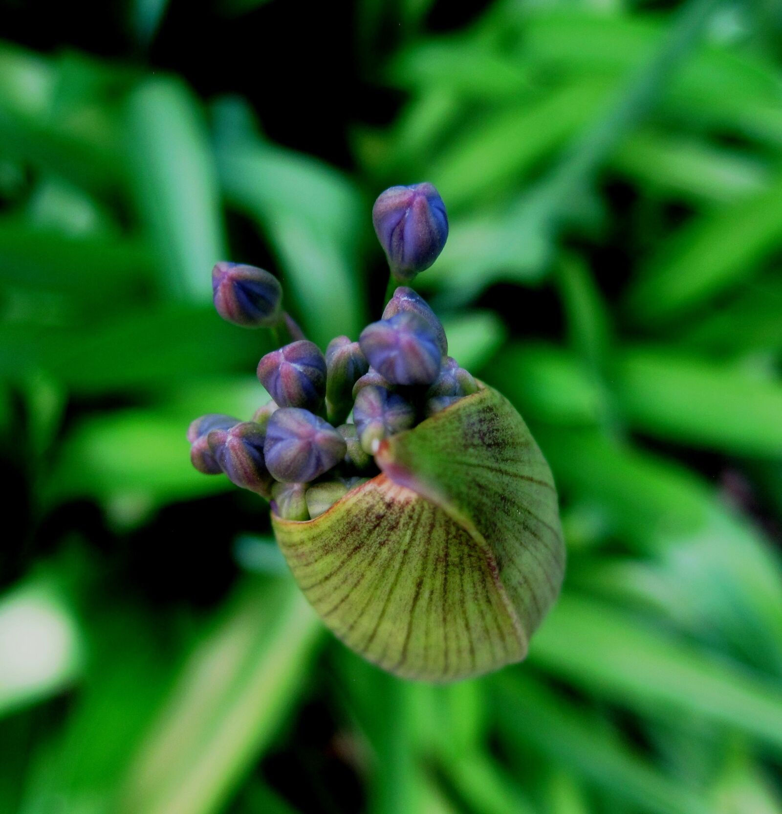 Canon PowerShot SD1200 IS (Digital IXUS 95 IS / IXY Digital 110 IS) sample photo. Agapanthus, flower, florets photography