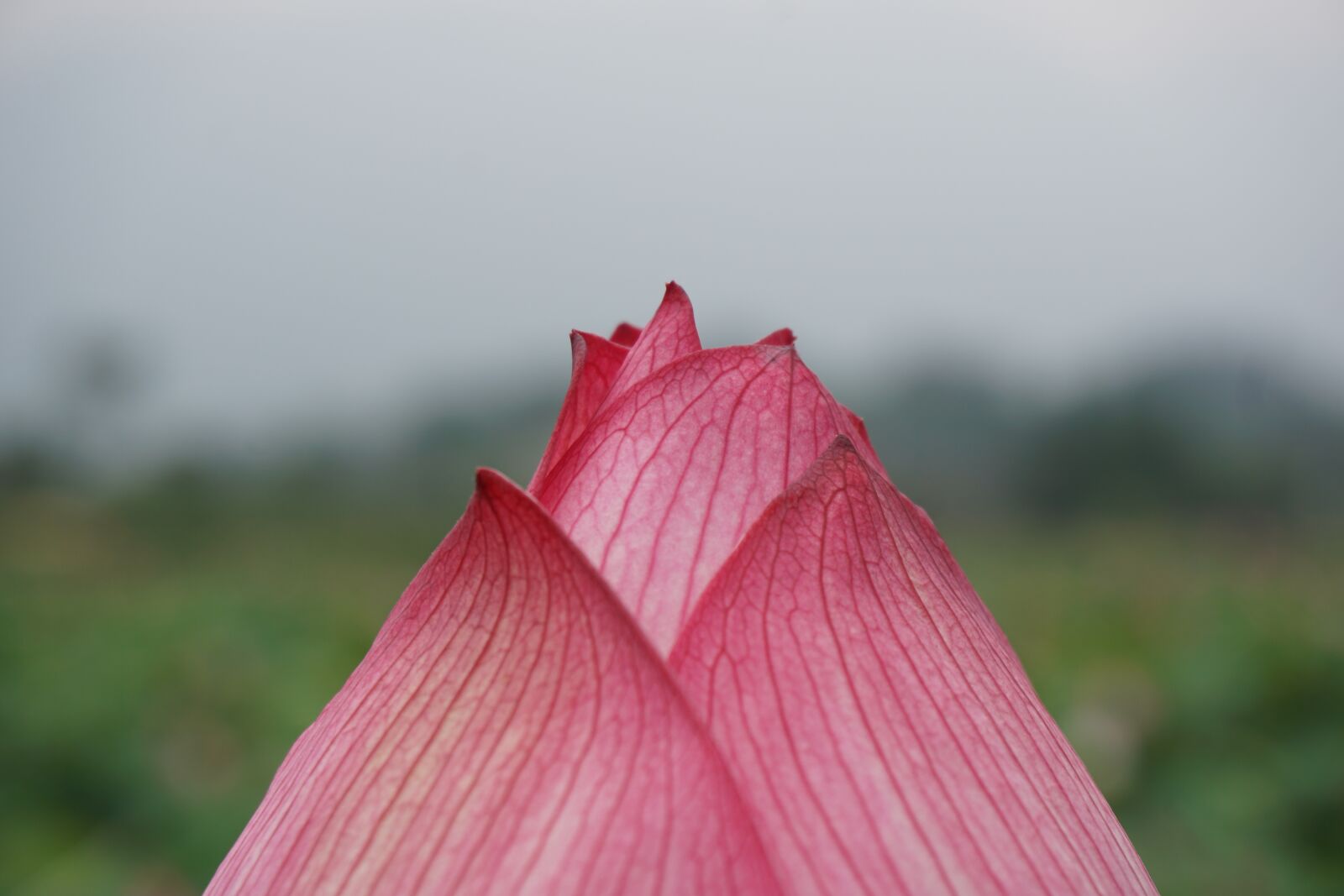 Sony a6000 sample photo. Spring, flower, pink photography