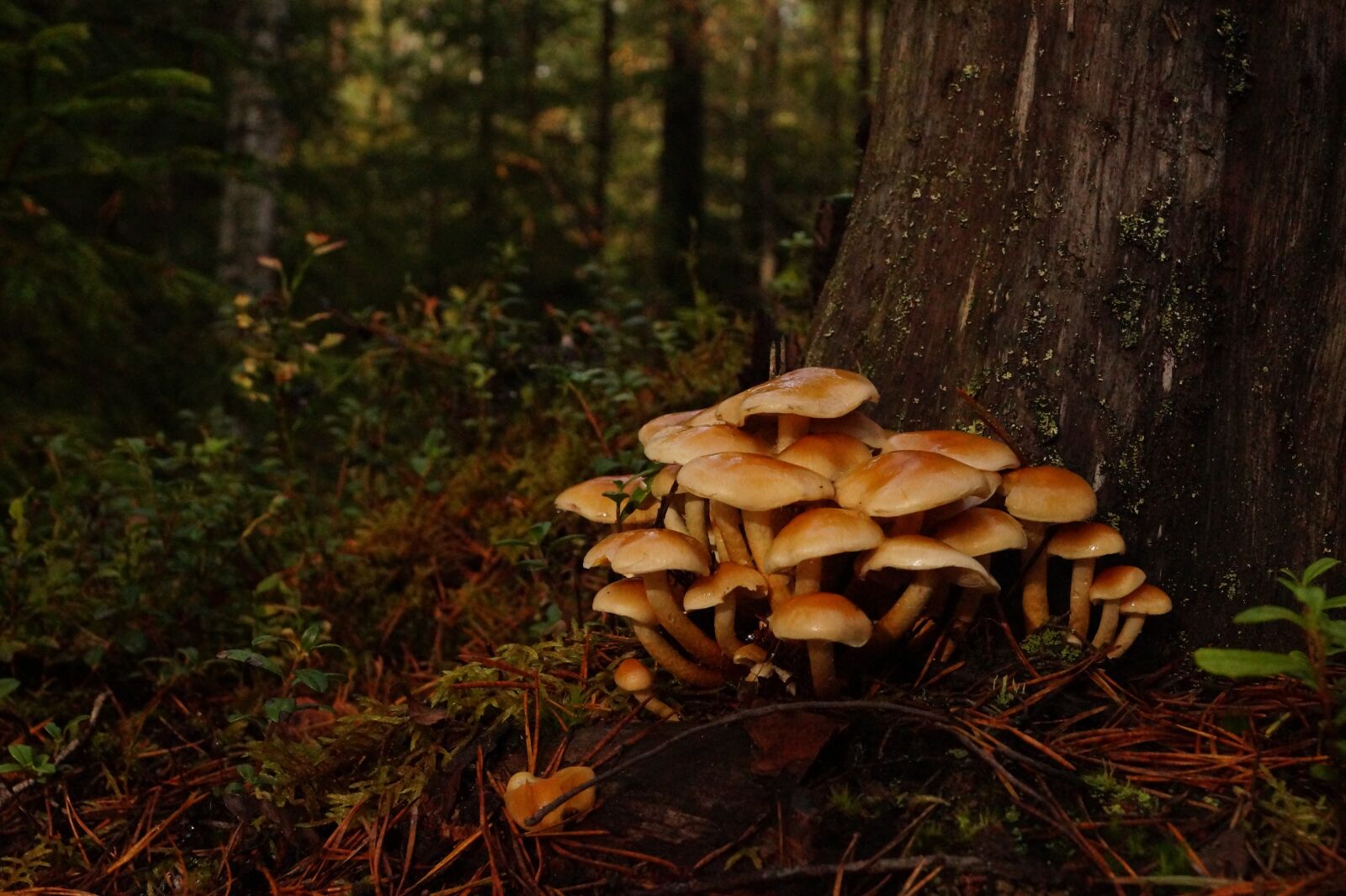 Sony DT 18-55mm F3.5-5.6 SAM II sample photo. Forest, trees, mushrooms photography