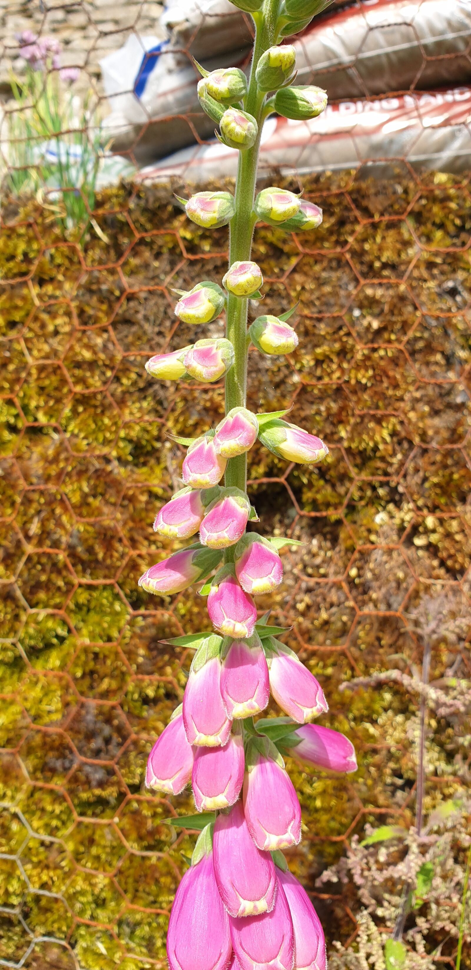 Samsung Galaxy S9+ sample photo. Close up, fox glove photography