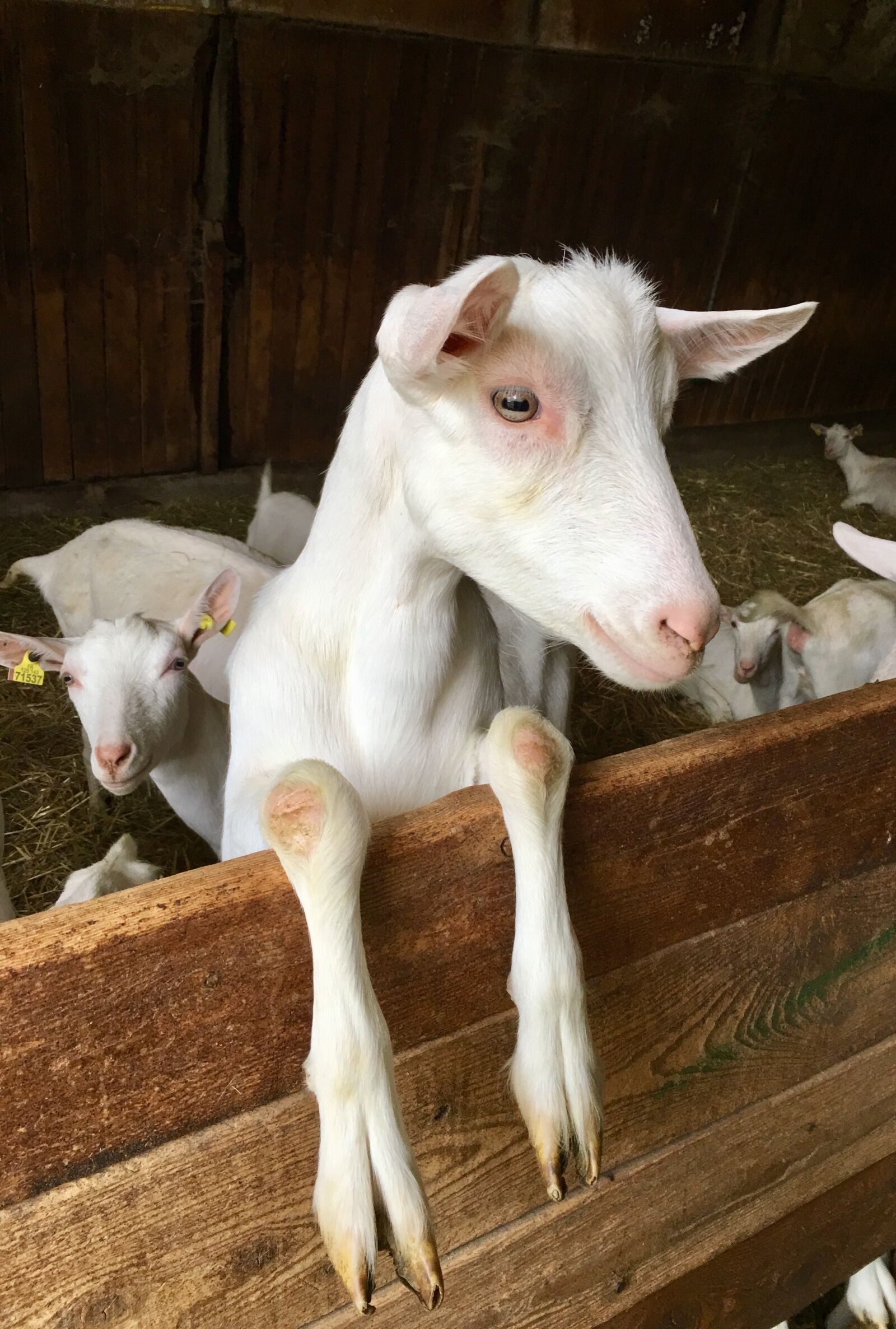 iPhone 6s Plus back camera 4.15mm f/2.2 sample photo. Goat, white, mammals photography