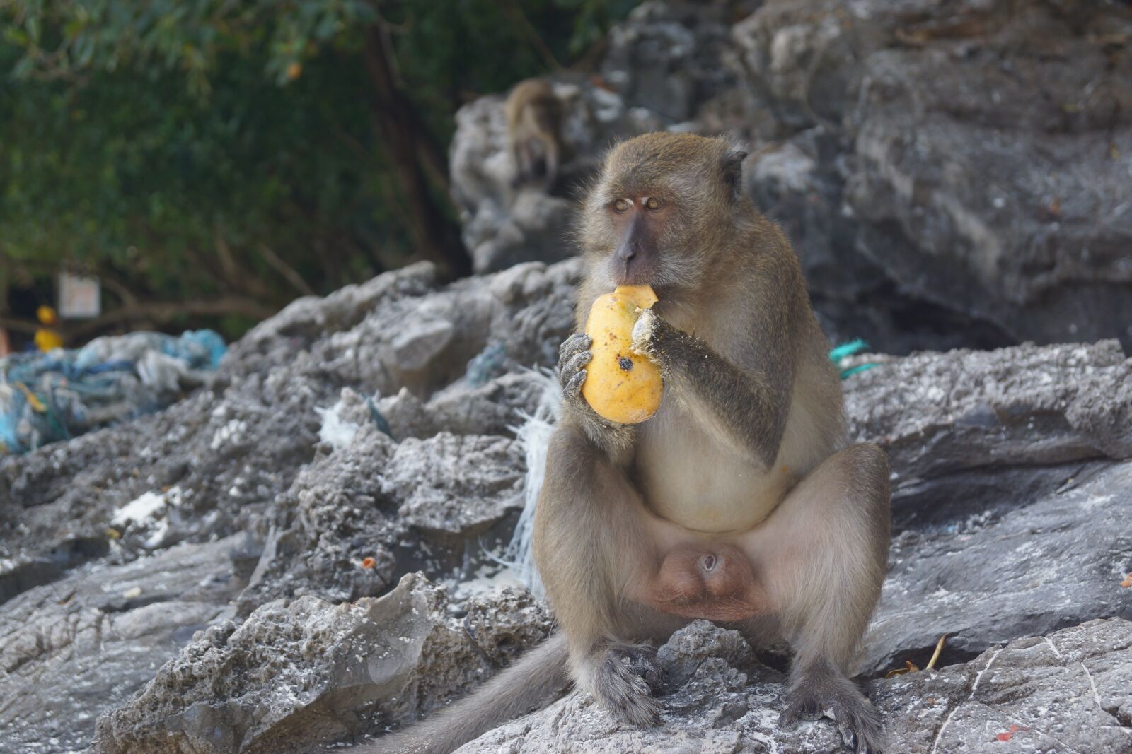 Sony SLT-A65 (SLT-A65V) sample photo. Monkey, eating, thailand photography