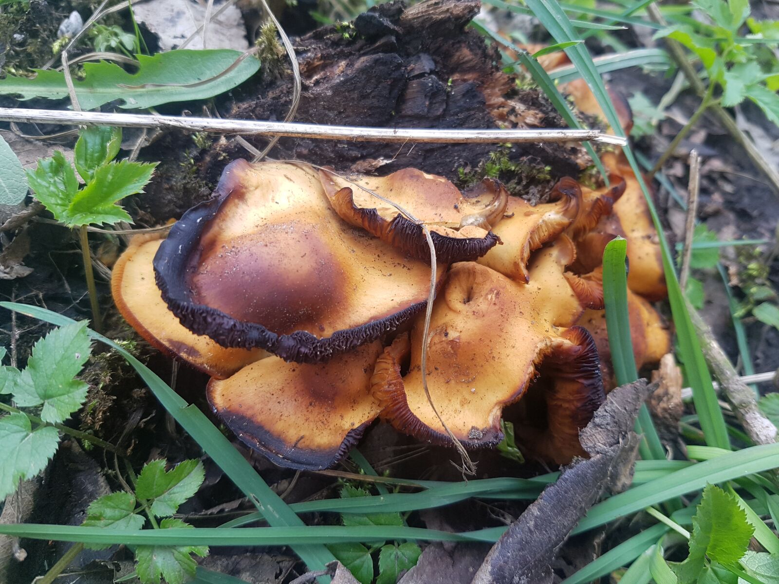 Samsung Galaxy S7 Edge sample photo. Forest, mushroom, nameko photography