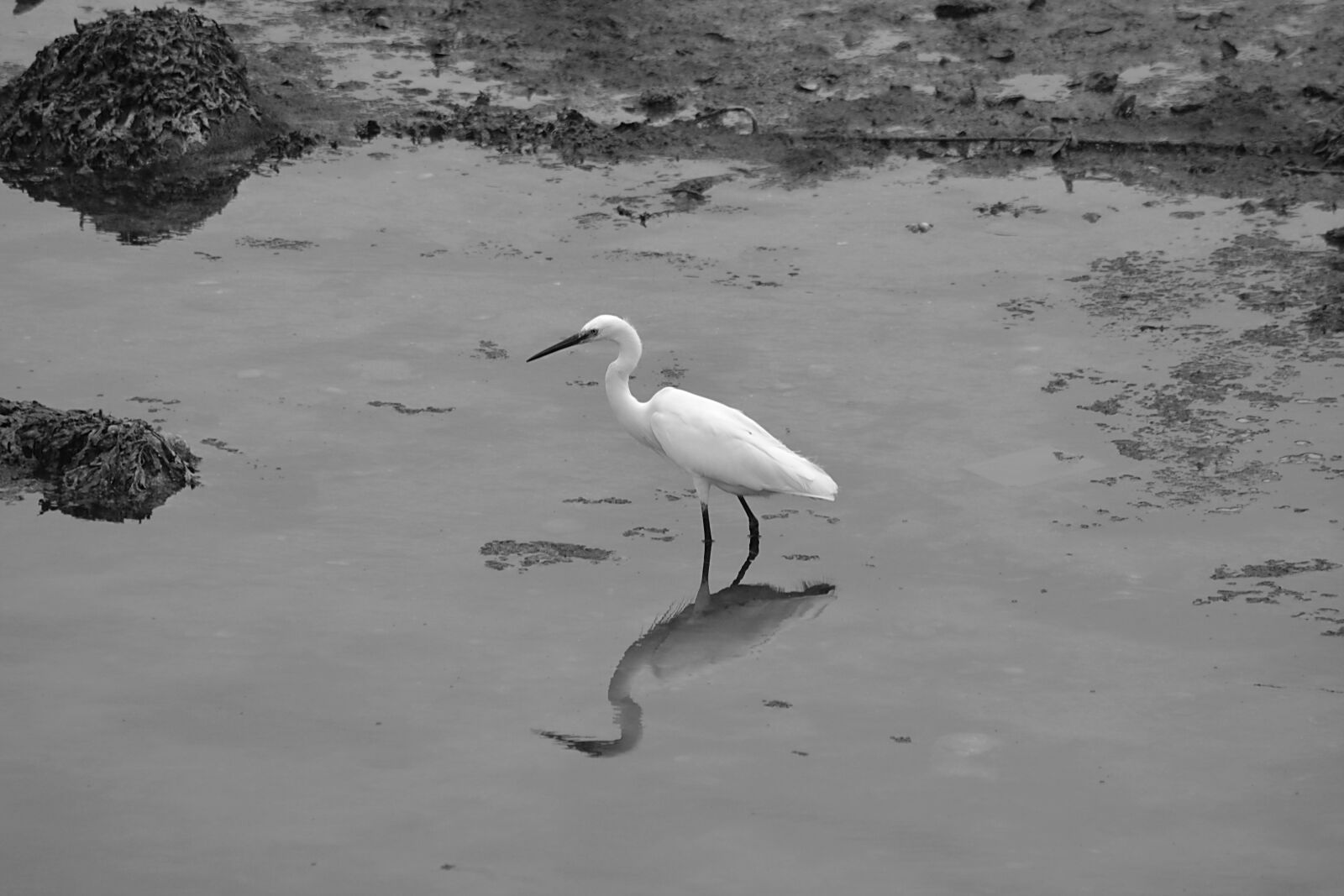 Nikon D5200 sample photo. Egret, bird, animal photography