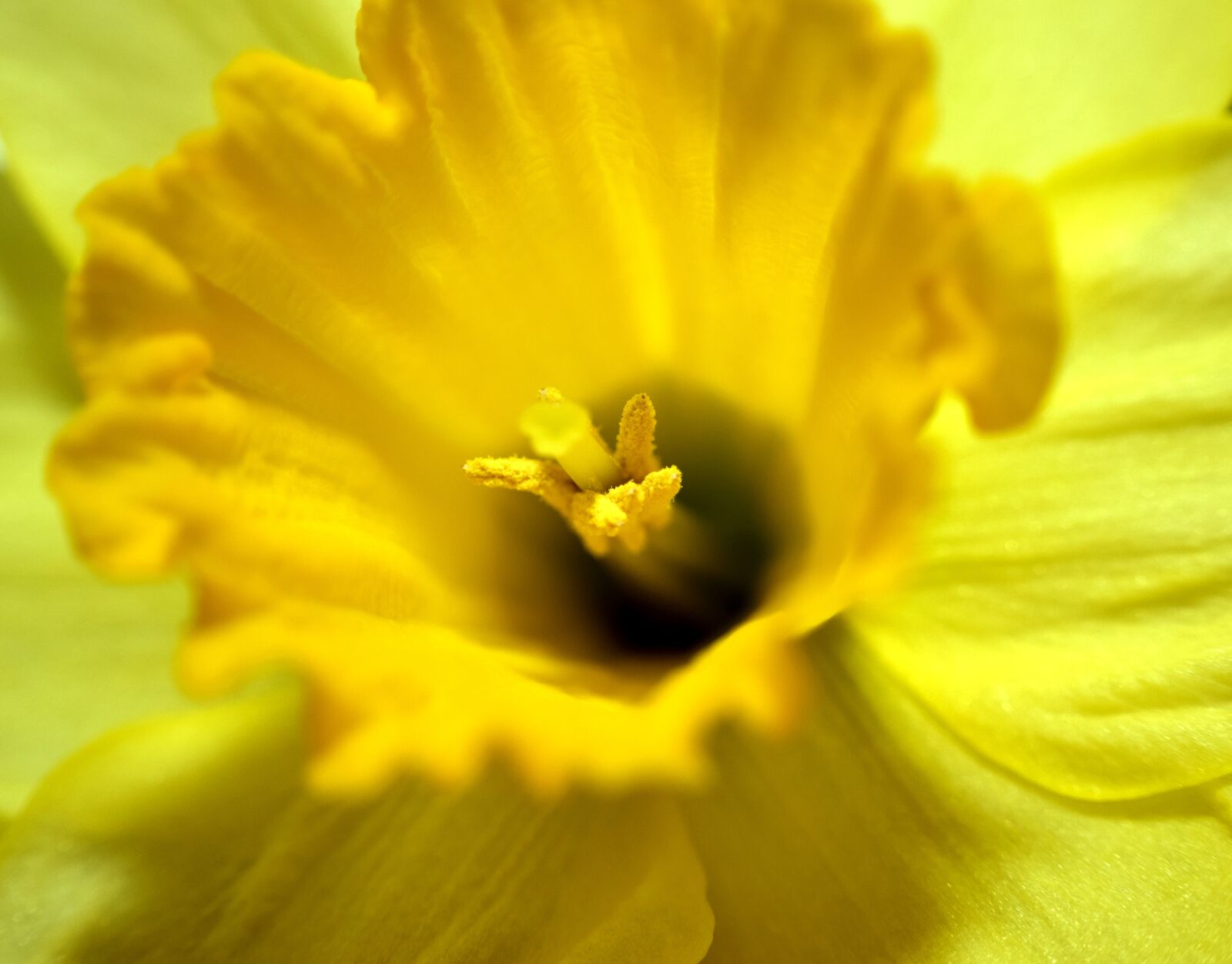 Nikon D5300 sample photo. Flower, yellow, close up photography