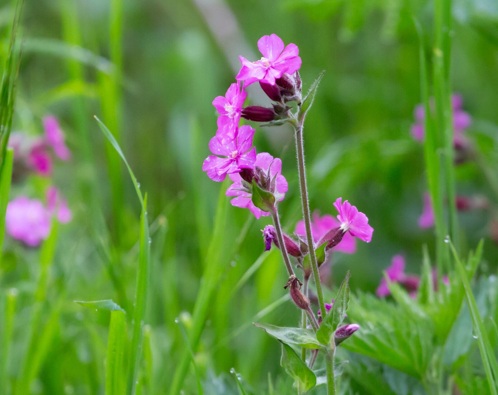Canon EOS 5D Mark III sample photo. Red champion, silene dioica photography