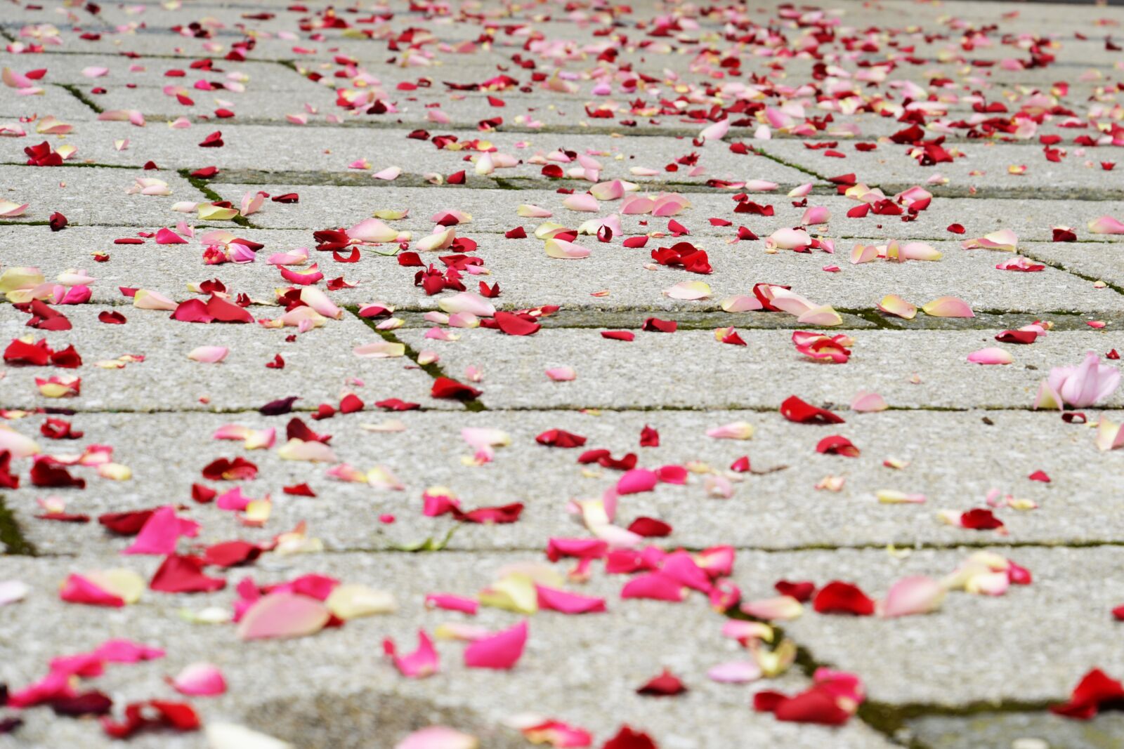 Nikon D610 sample photo. Rose petals, wedding, pink photography
