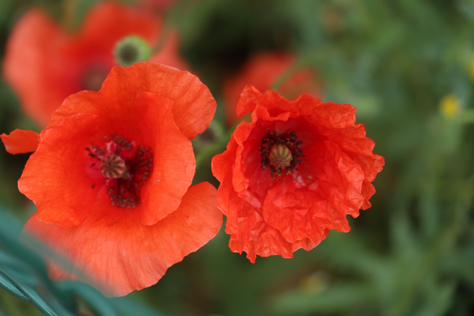 Canon EOS M6 sample photo. Summer, poppies, red photography