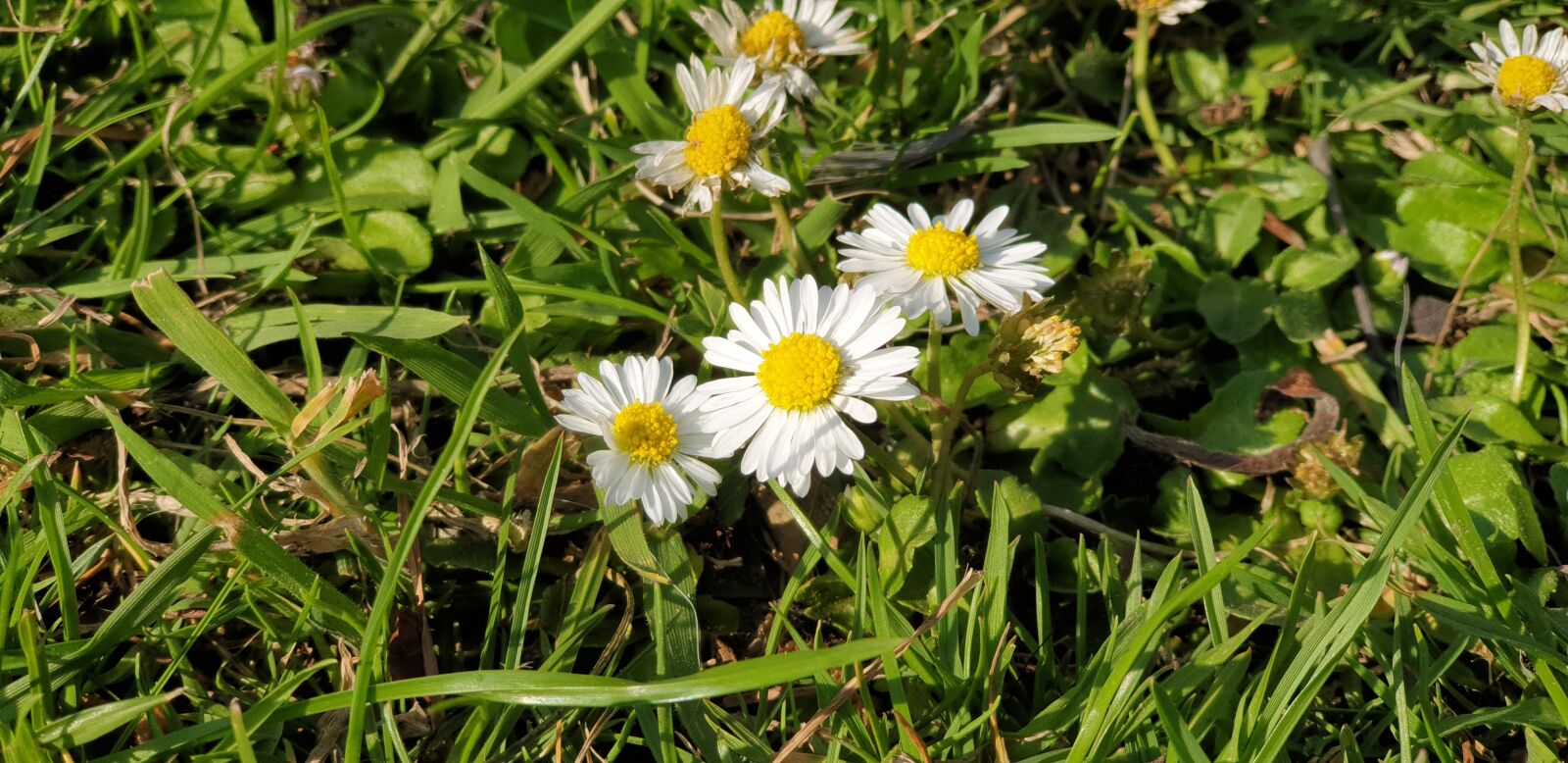 Samsung Galaxy Note9 sample photo. Daisy, flowers, garden photography