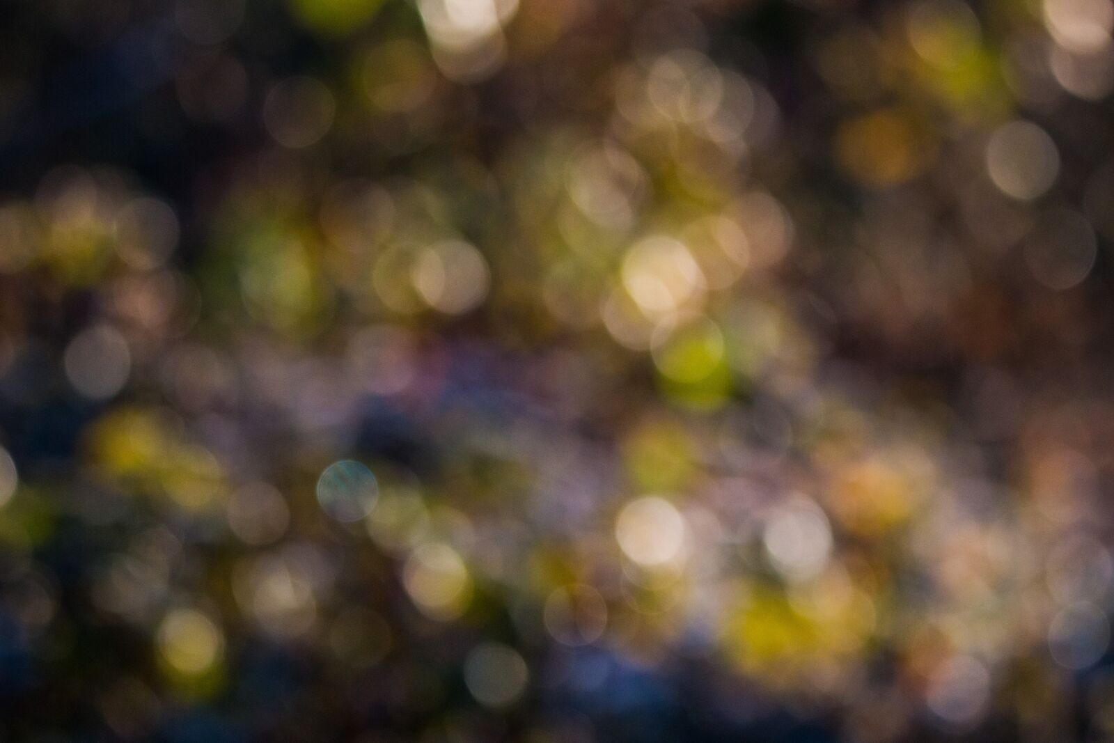 150-600mm F5-6.3 DG OS HSM | Contemporary 015 sample photo. Bokeh, background, circle photography