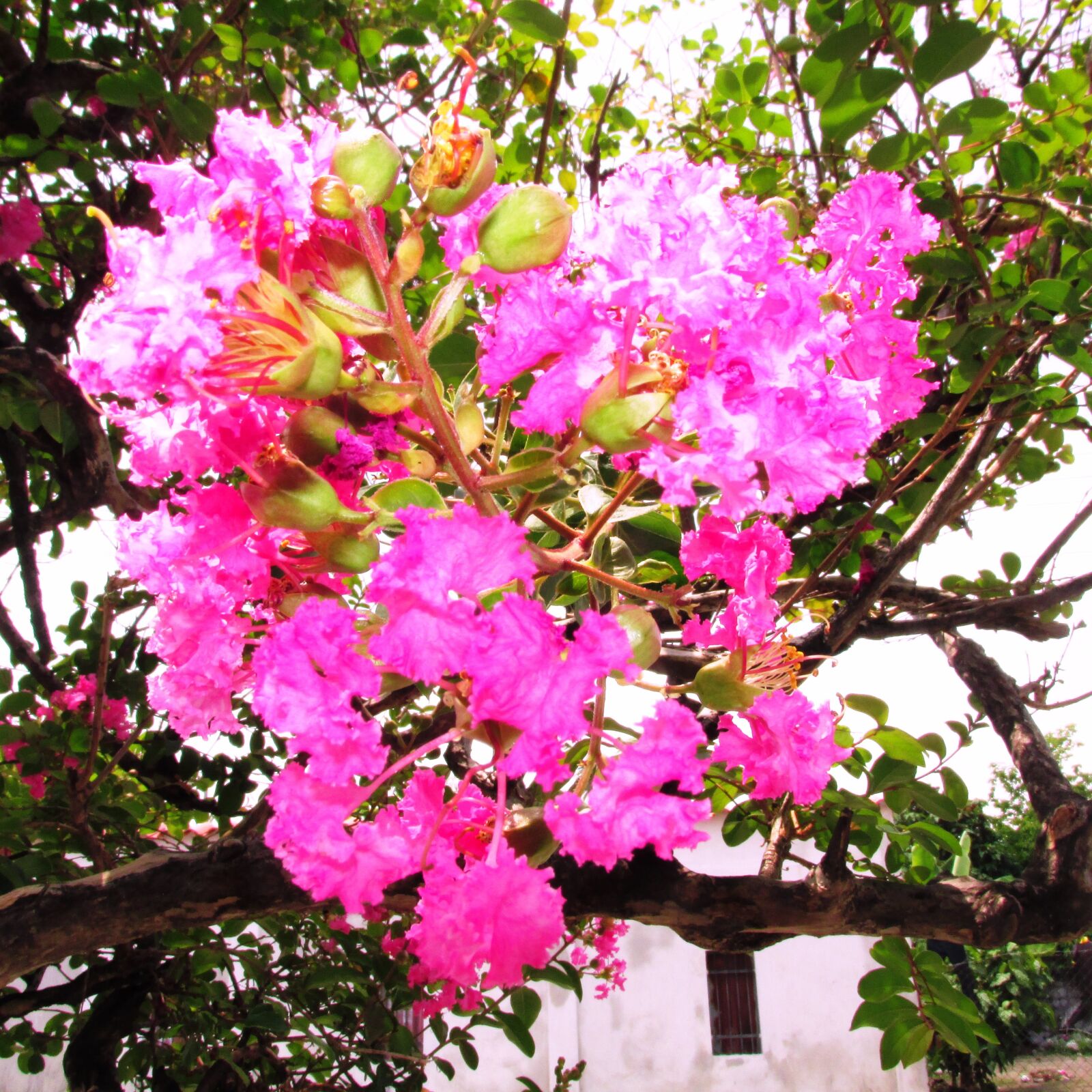 Canon PowerShot SX160 IS sample photo. Flores, jardin, tropical photography