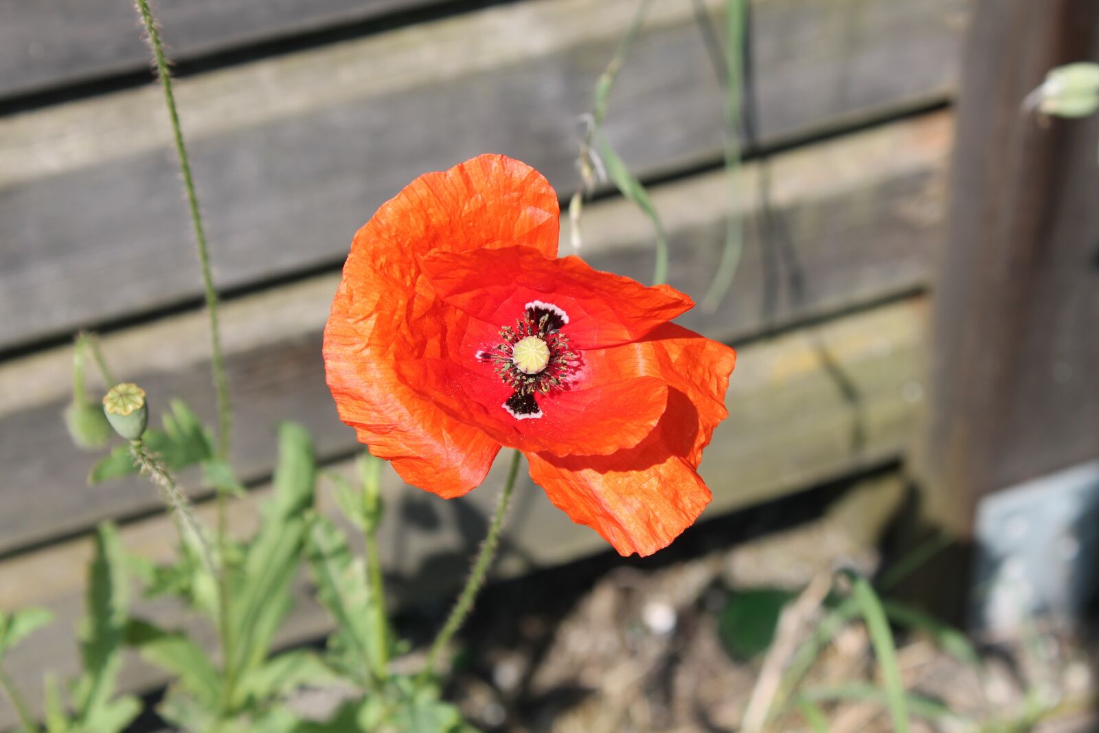 Canon EOS 1100D (EOS Rebel T3 / EOS Kiss X50) sample photo. Poppy, flower, summer photography
