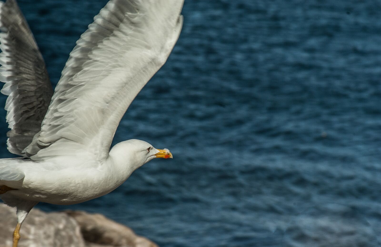 Pentax K10D sample photo. Seagull, wings, flight photography