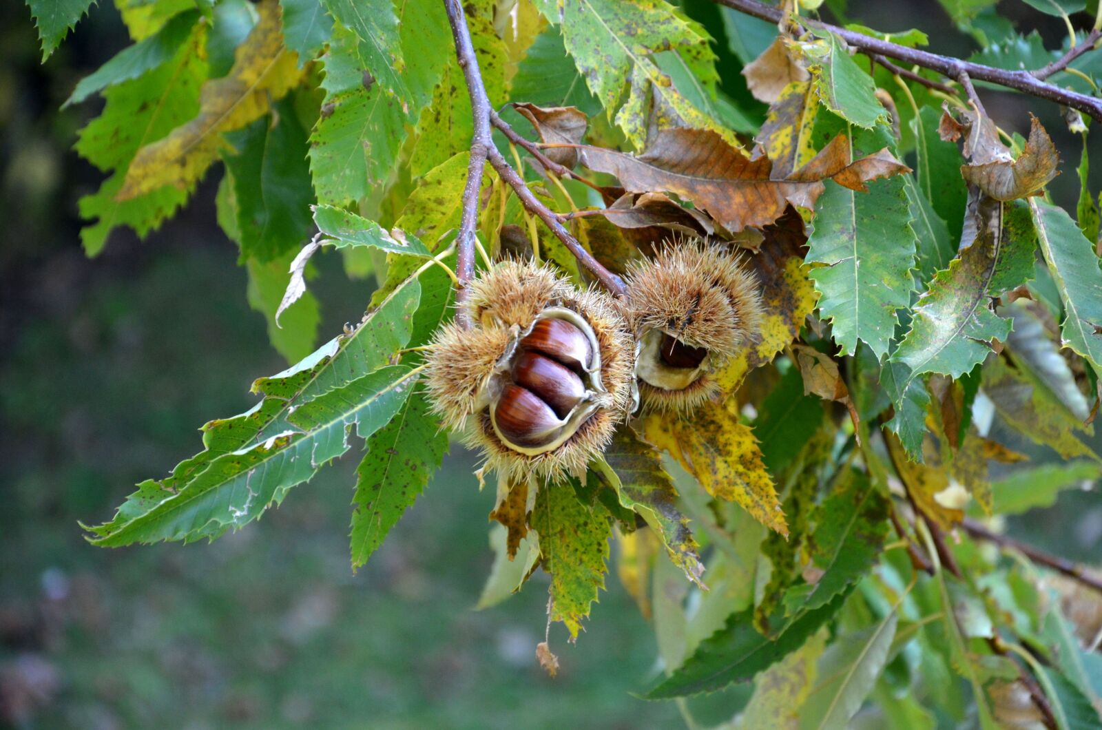 Nikon D7000 sample photo. Chestnuts, curly, autumn photography