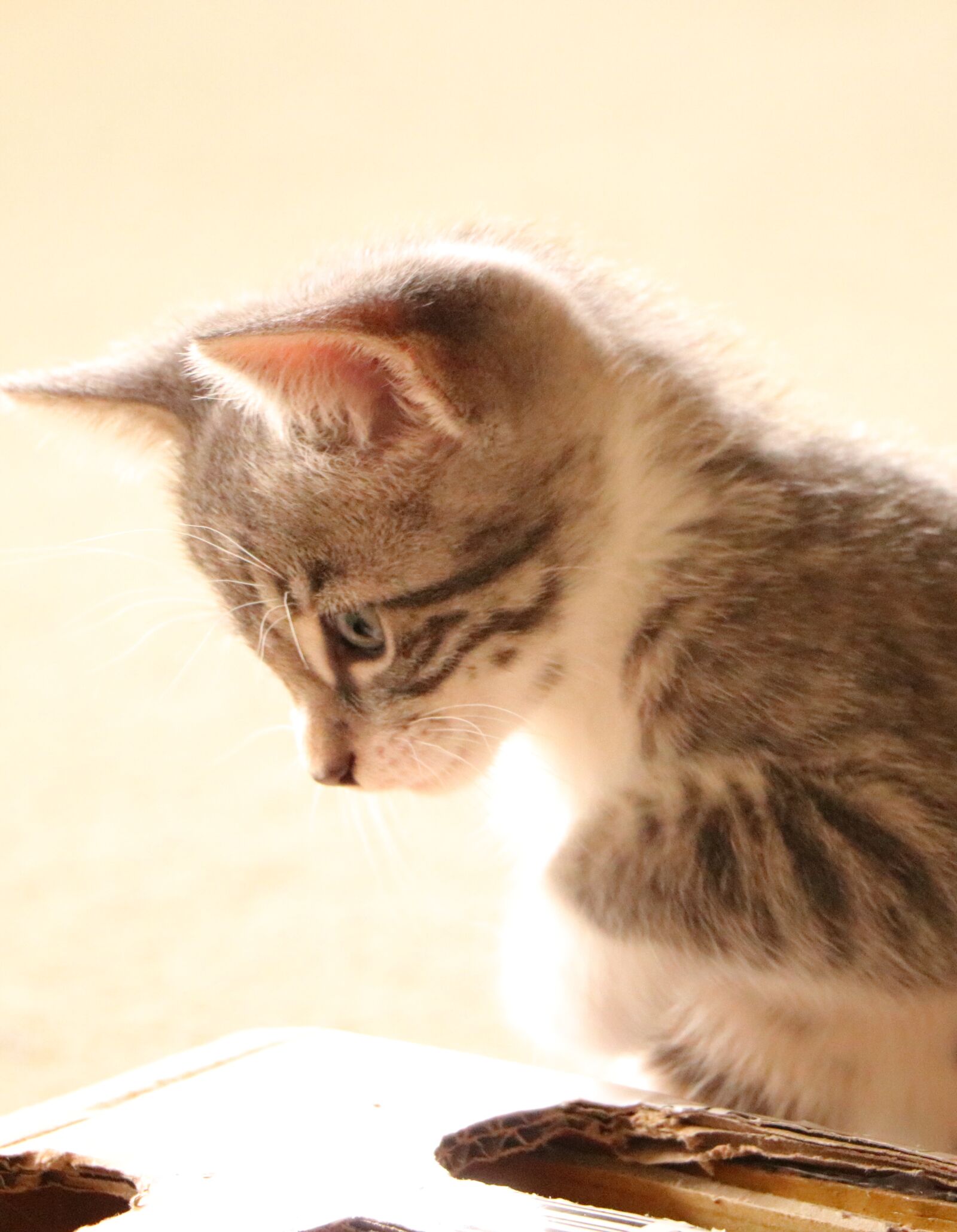 Canon EOS 750D (EOS Rebel T6i / EOS Kiss X8i) sample photo. Cat, kitten, pet photography