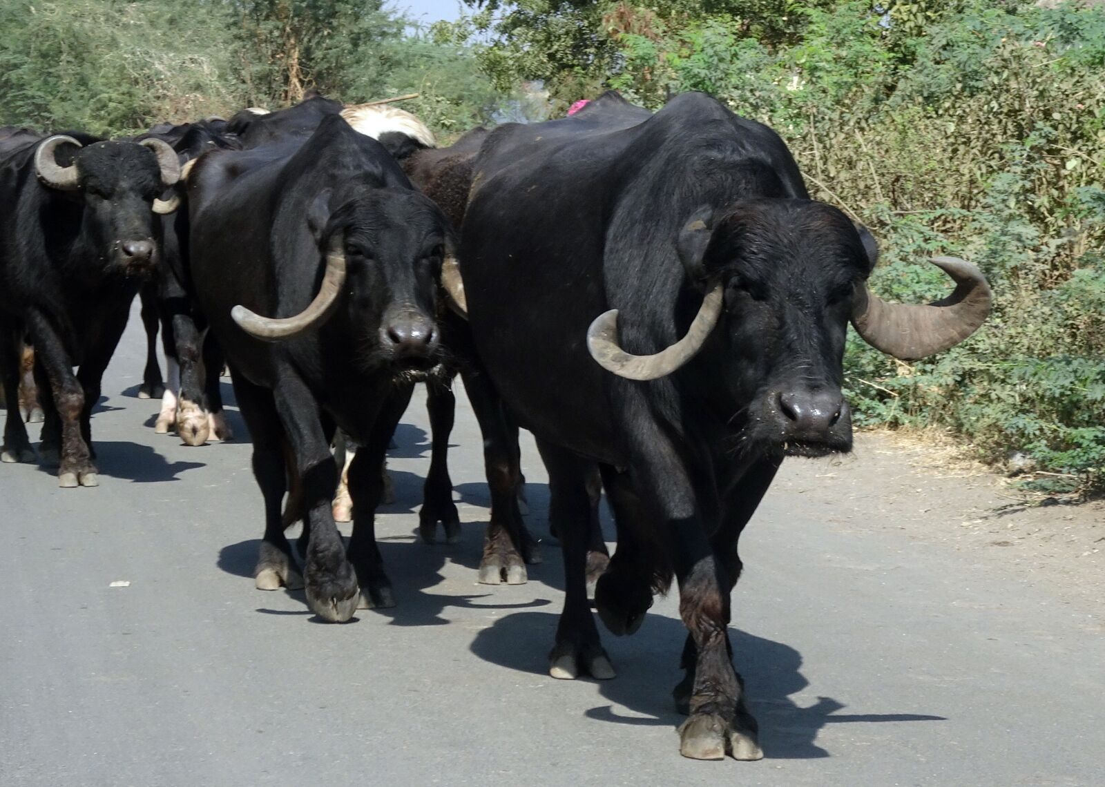 Sony Cyber-shot DSC-HX90V sample photo. Buffalo, bovine, cattle photography