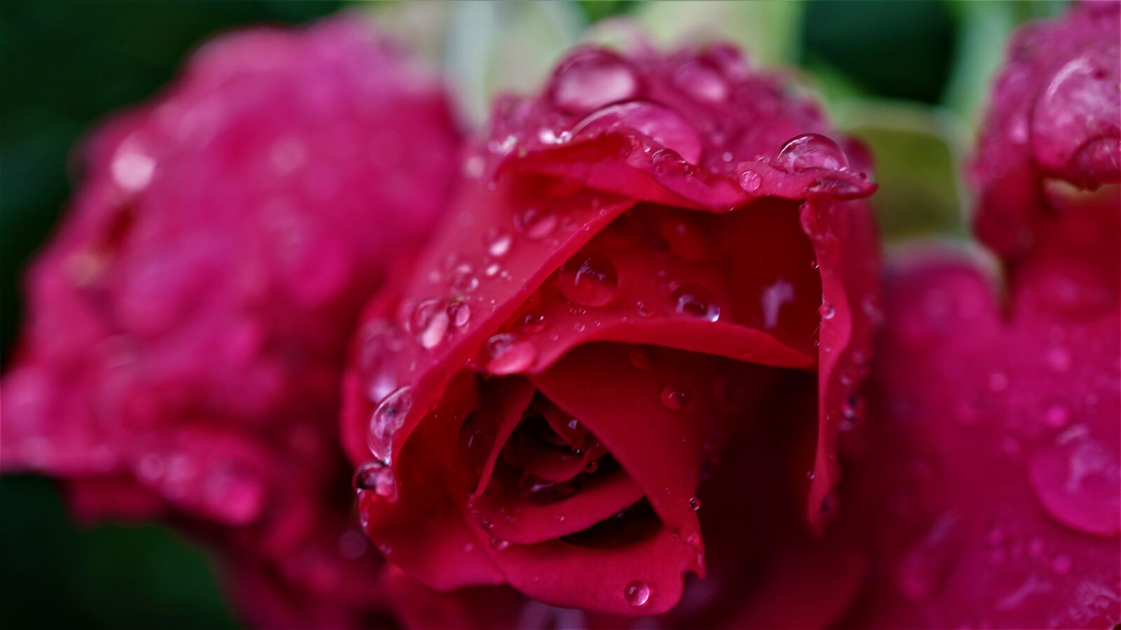 Sony E 30mm F3.5 Macro sample photo. Rose, beauty, beaded photography