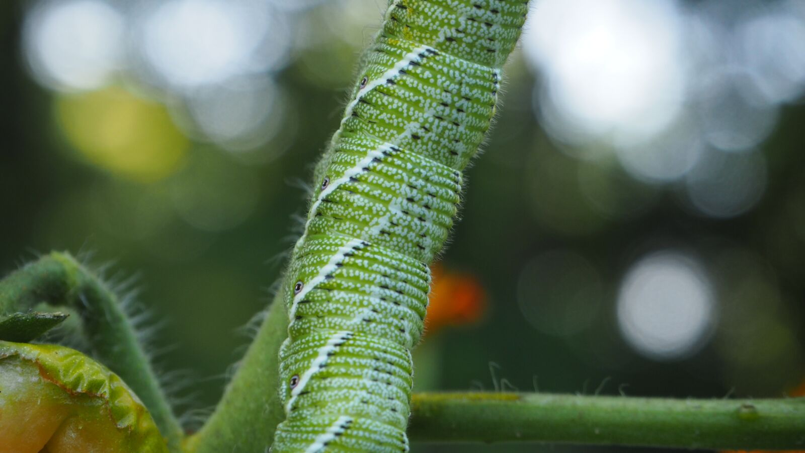 Olympus OM-D E-M10 II sample photo. Caterpillar, garden, insect photography
