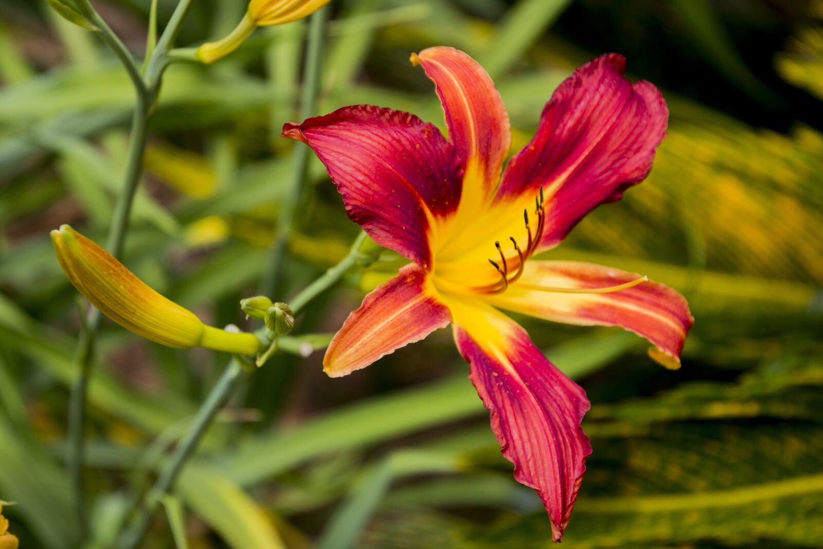 Canon EOS 700D (EOS Rebel T5i / EOS Kiss X7i) sample photo. Garden, flowers, beauty photography