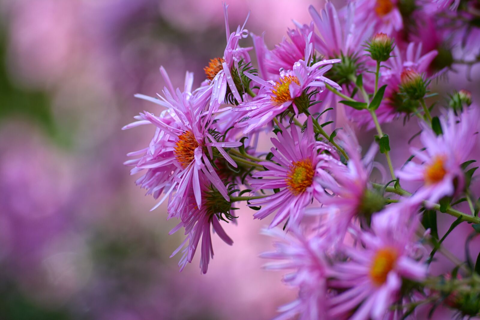 Nikon D5200 sample photo. Flower, nature, plant photography