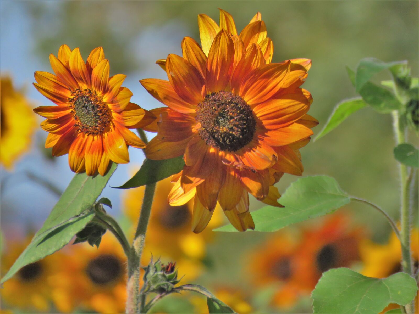 Canon PowerShot SX60 HS sample photo. Flower, sunflower, rust photography