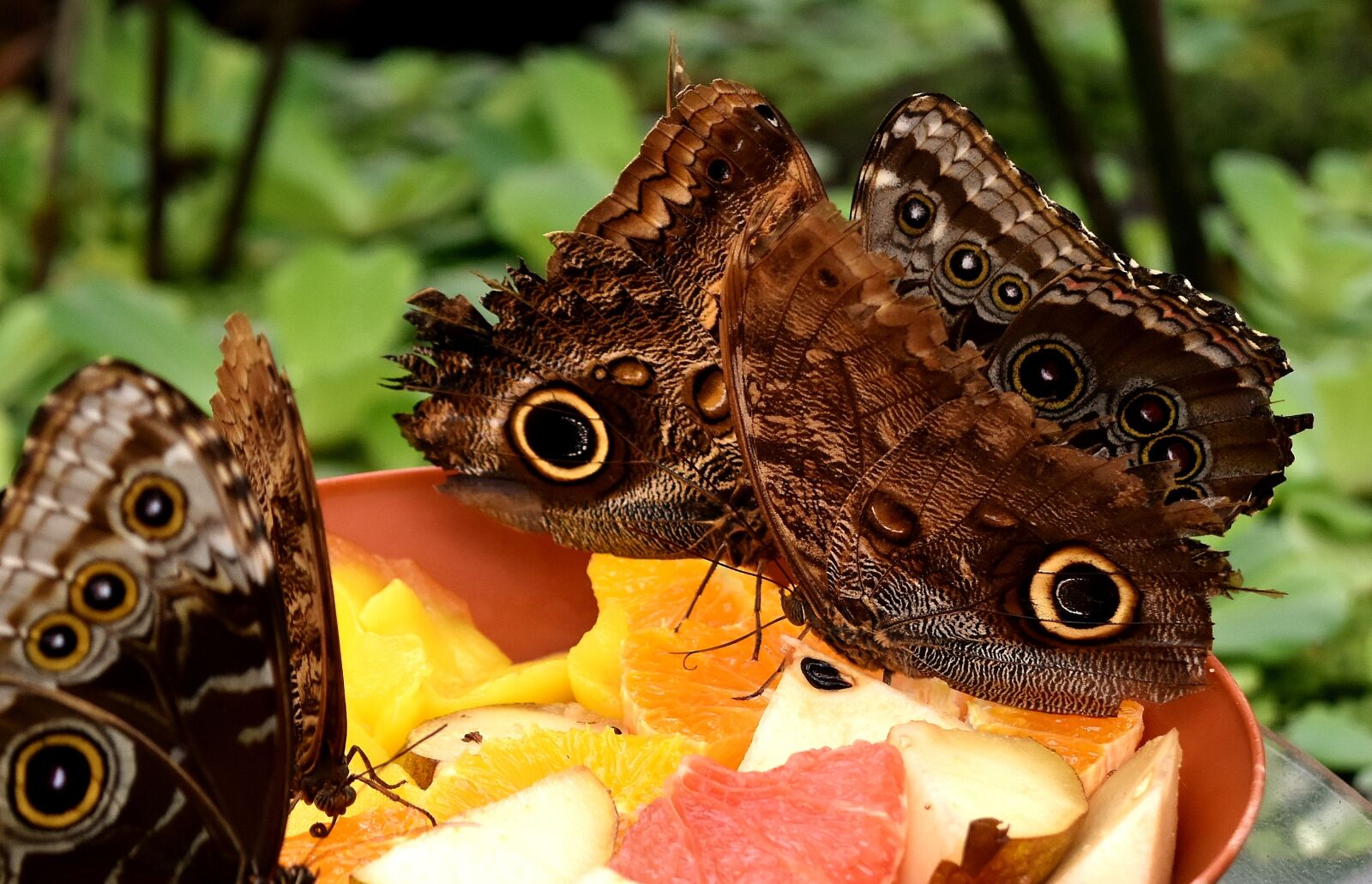 Nikon D7200 sample photo. Butterfly, owl butterfly, edelfalter photography