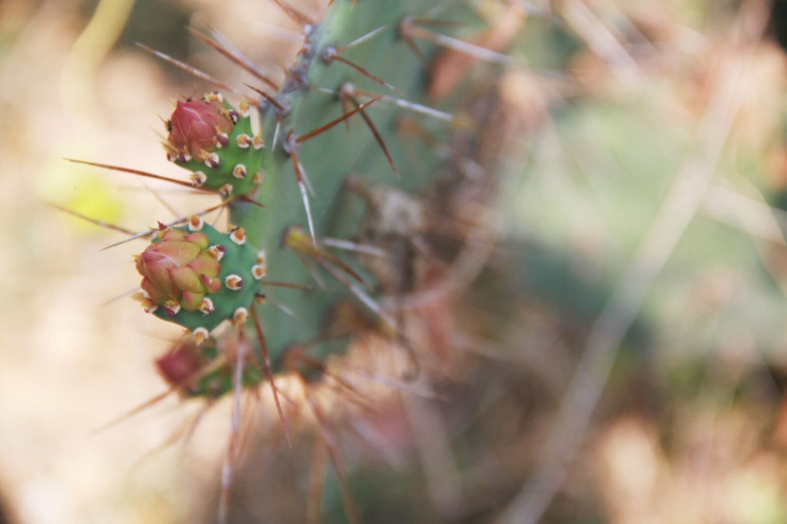 Canon EOS 500D (EOS Rebel T1i / EOS Kiss X3) sample photo. Nature, plants, cactus photography
