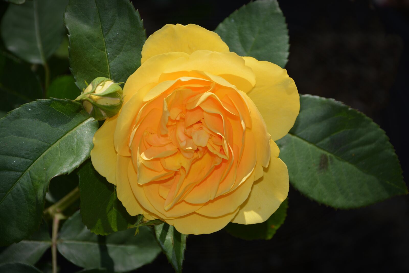 Nikon D5200 sample photo. Rose, blossom, bloom photography