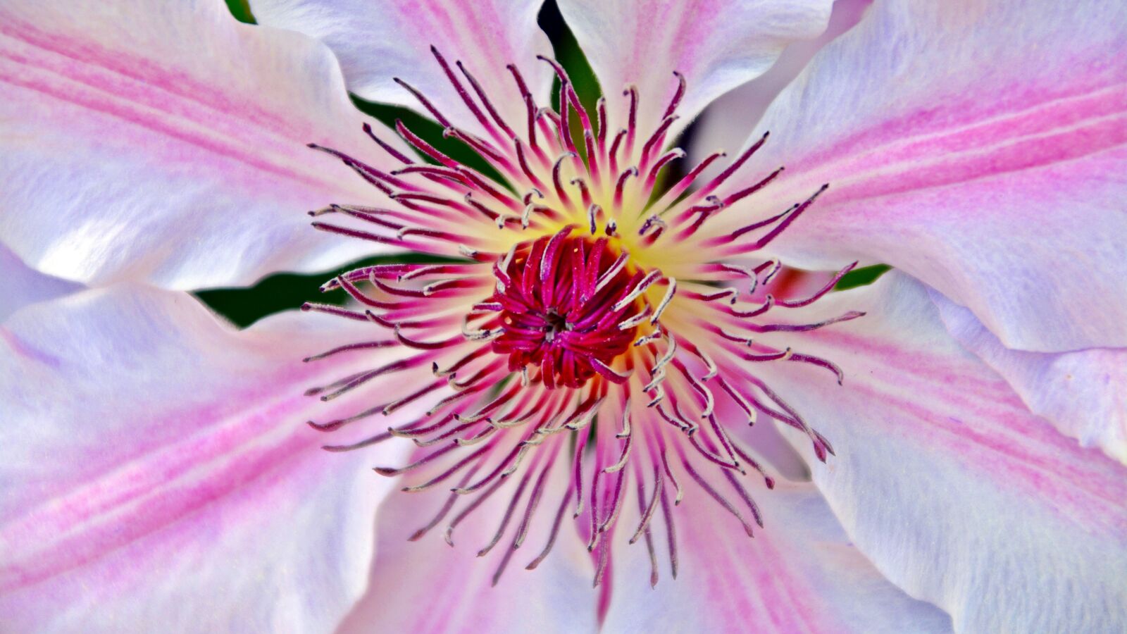 Nikon D5200 sample photo. Clematis, blossom, bloom photography