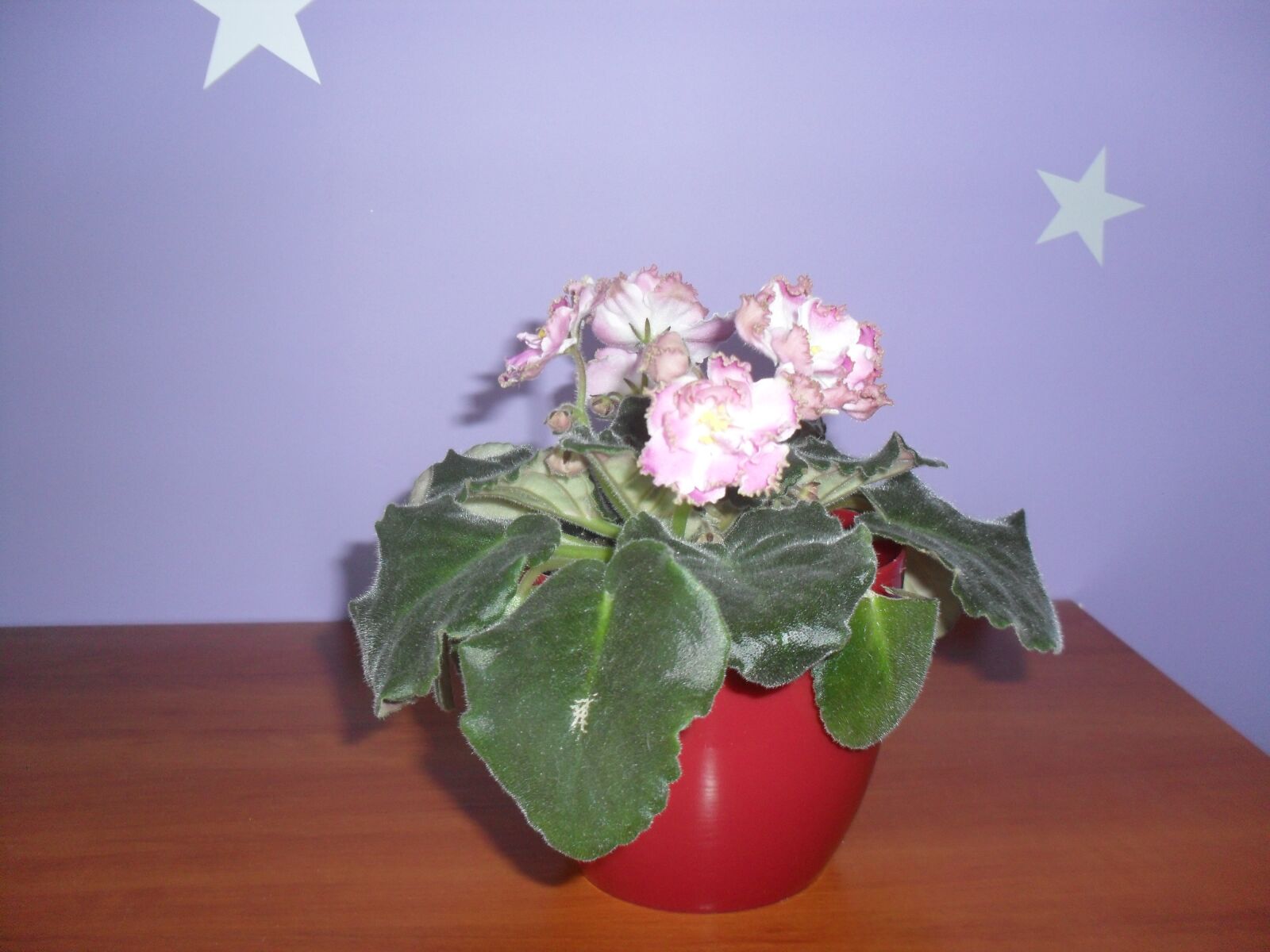 Samsung ES60 / VLUU ES60 /  SL105 /  ES63 sample photo. Flower pot, violet, figure photography