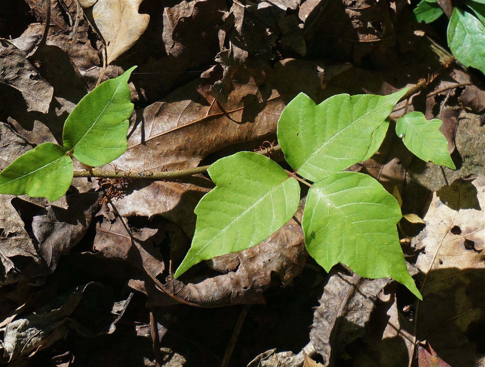 Sony Alpha NEX-5T sample photo. Poison ivy, plant, leaves photography
