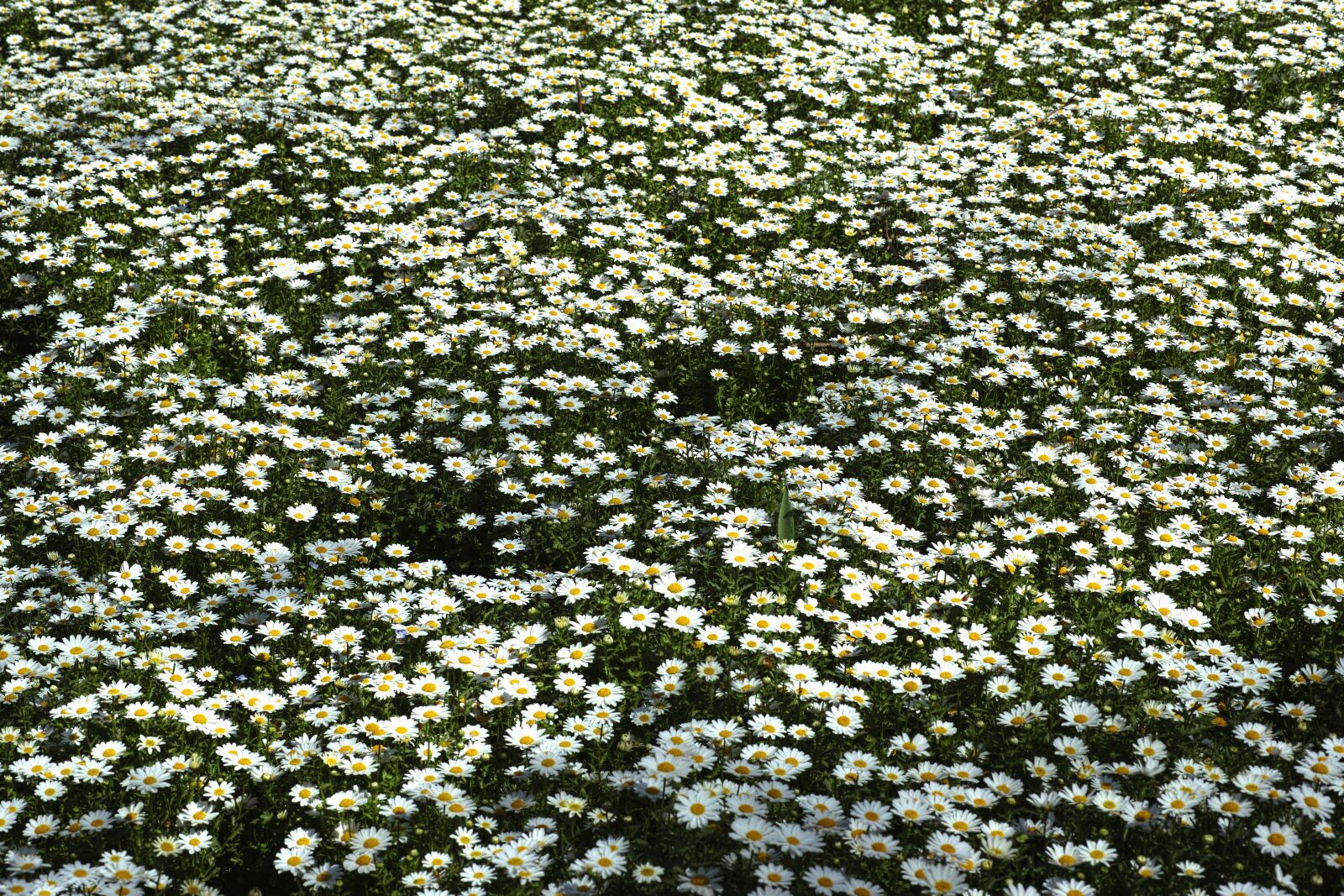 Sigma DP3 Merrill sample photo. Daisy, flower, spring photography