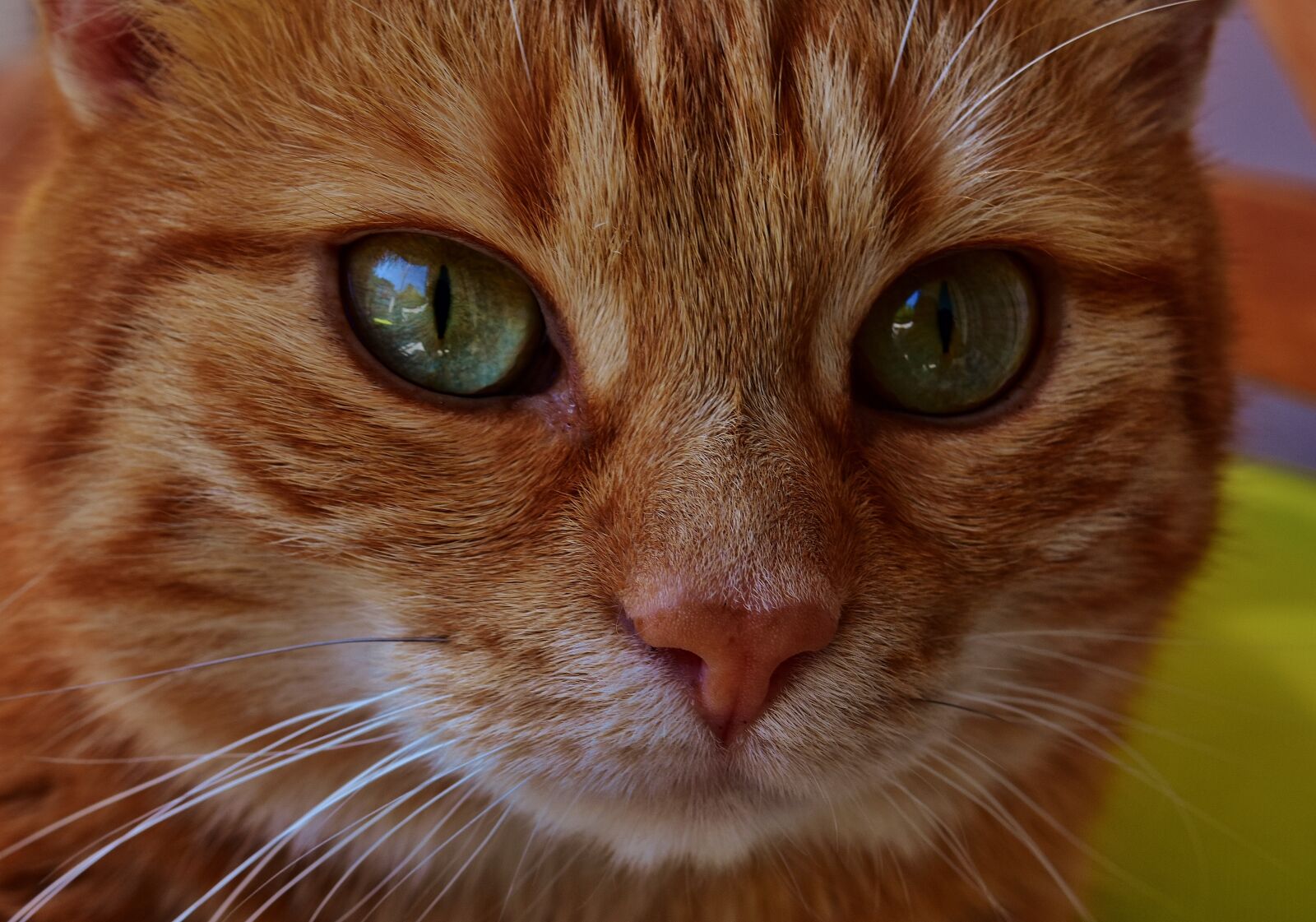 Nikon D7200 sample photo. Cat, mackerel, portrait photography