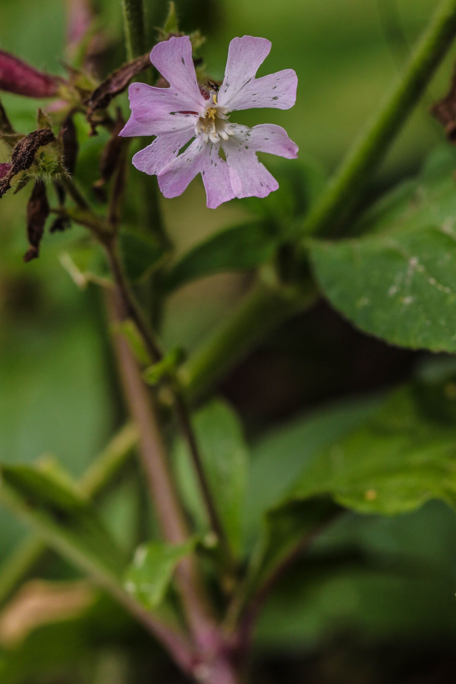 Canon EOS 7D Mark II sample photo. Flower, wildflower, nature photography